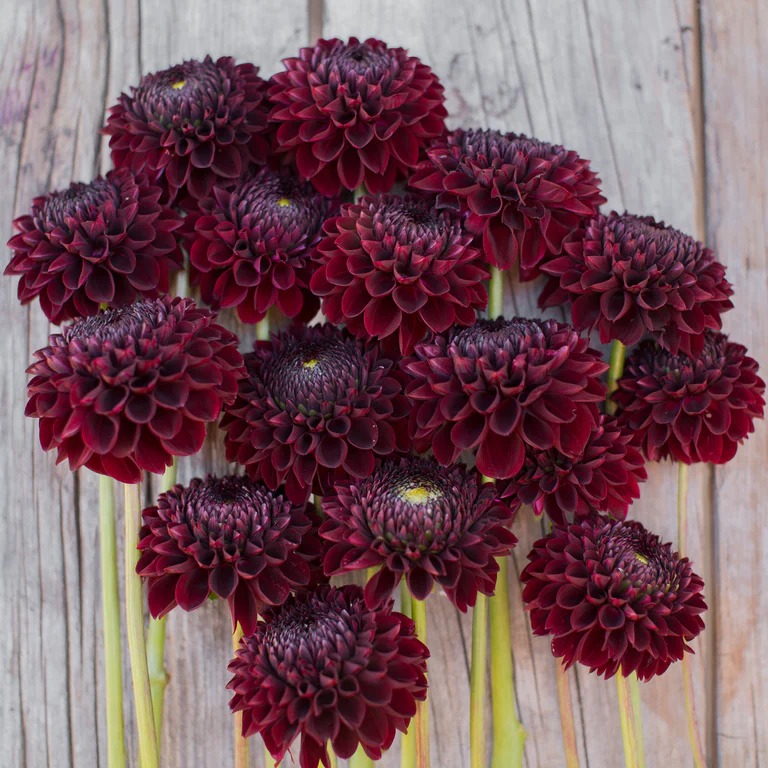 Jowey Mirena dahlia tubers for sale