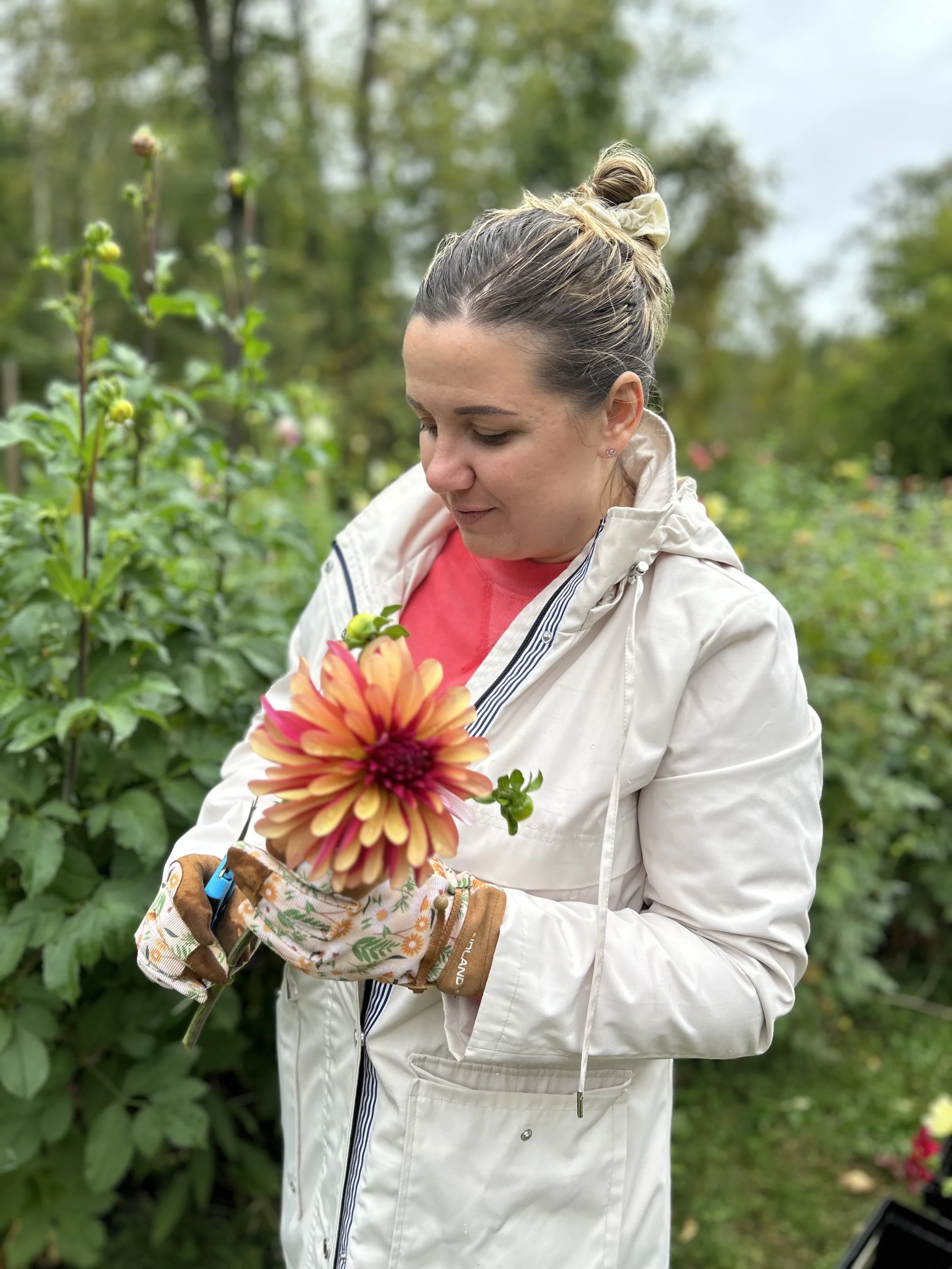 Dahlia 'Gitts Crazy’ tuber by Kvitka Farm