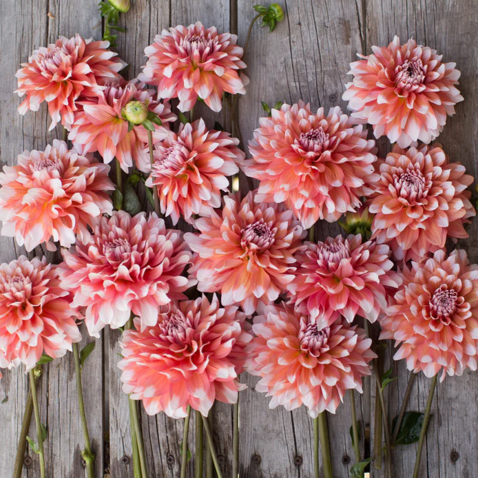 A La Mode Dahlia tuber for sale by Kvitka Farm