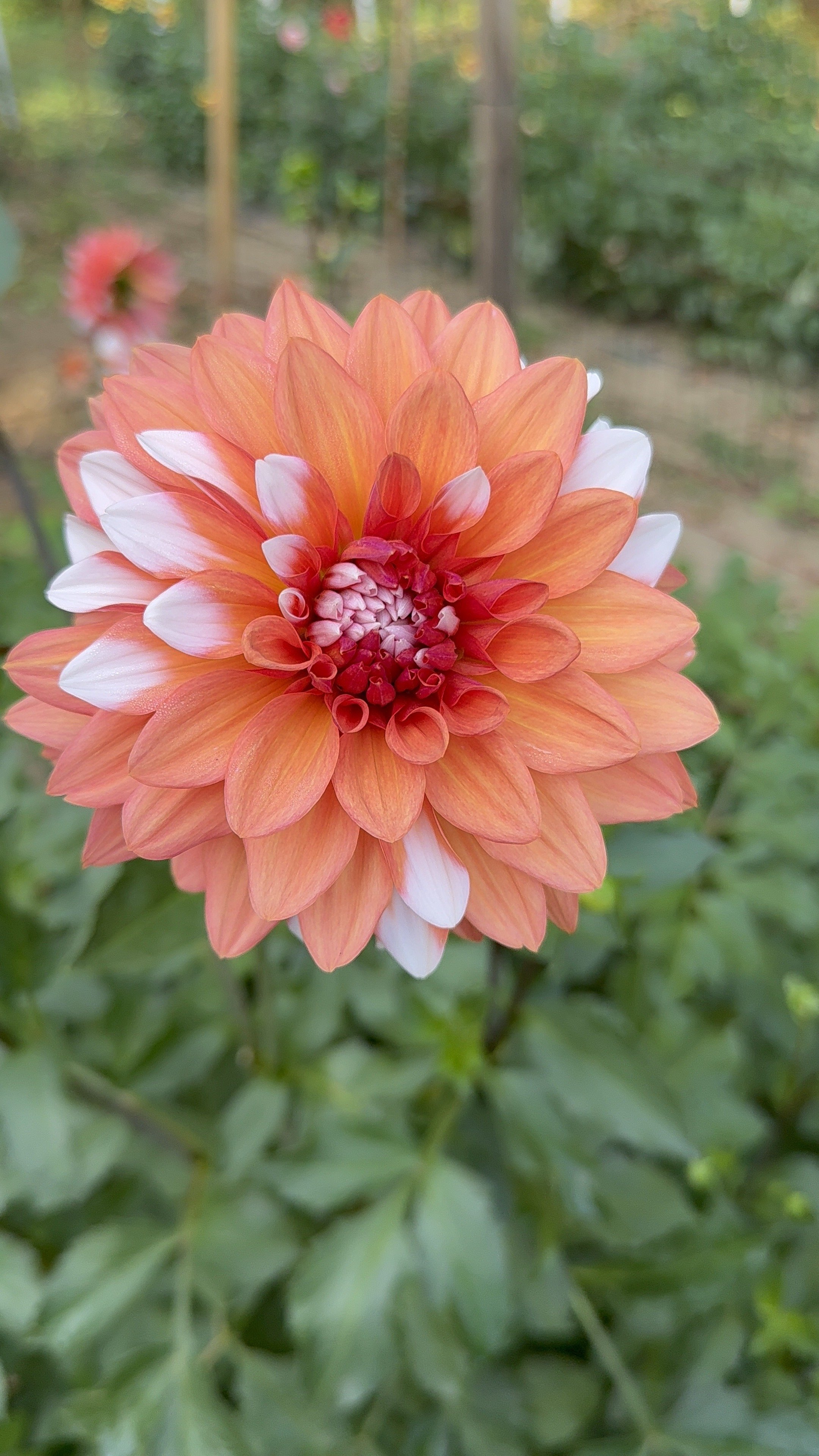 A La Mode Dahlia tuber for sale