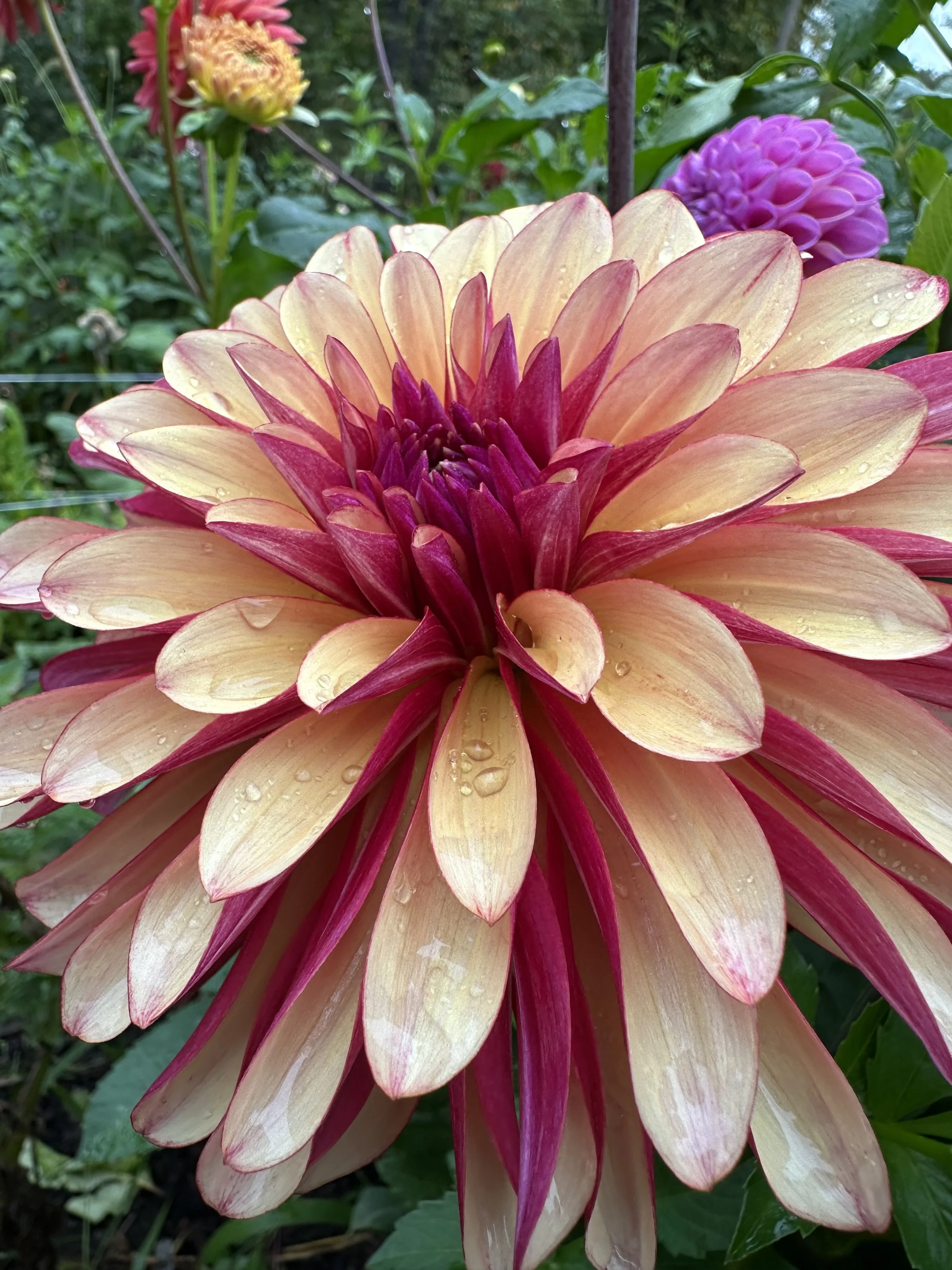 Dahlia 'Gitts Crazy’ tuber by Kvitka Farm