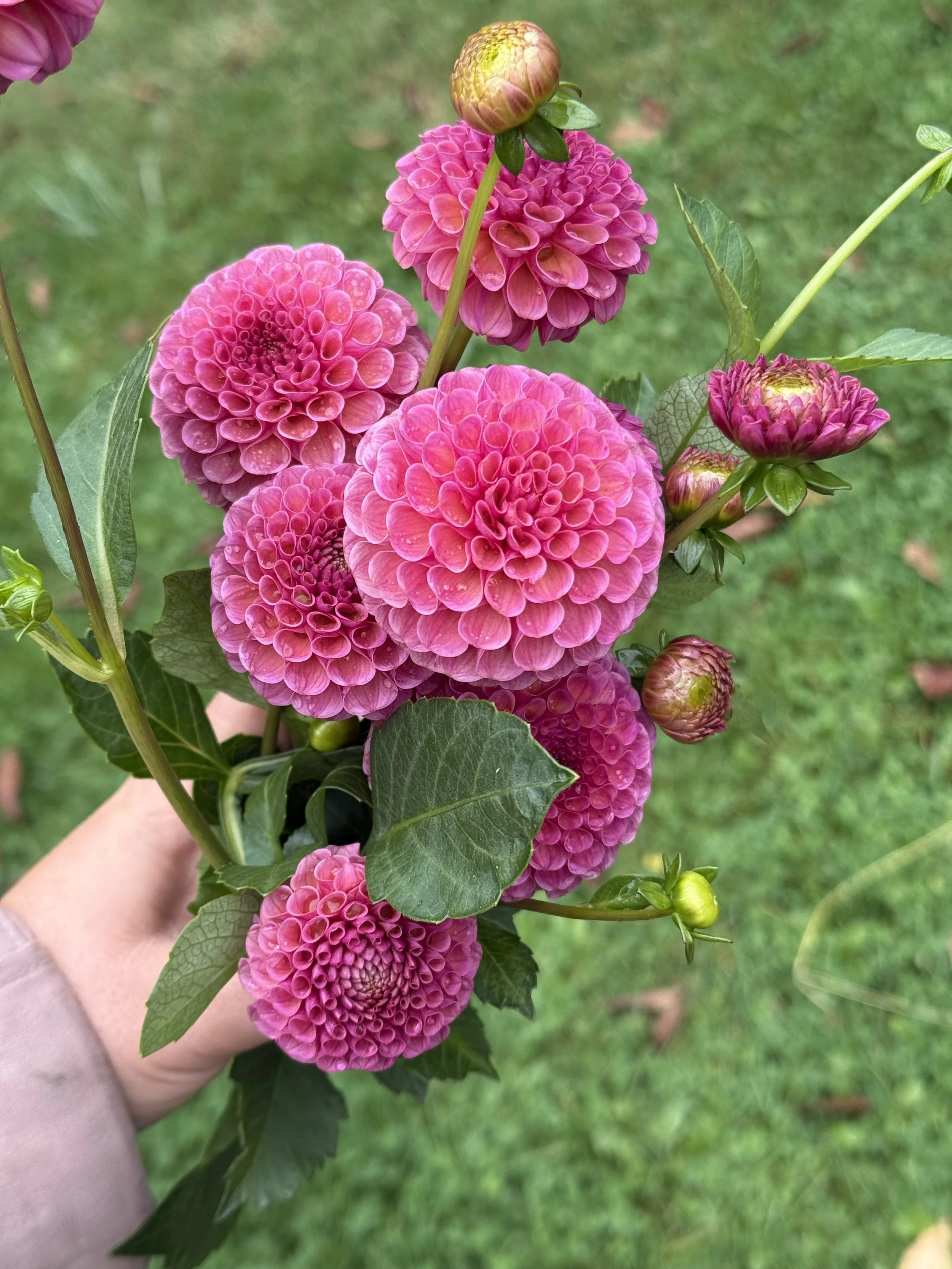 Caitlyn’s Joy dahlia tuber by Kvitka Farm for sale