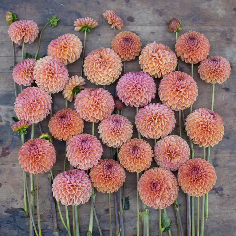 Snojo-Jojo dahlia tubers by Kvitka Farm