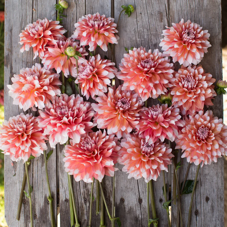 'A la Mode' Dahlia Tuber