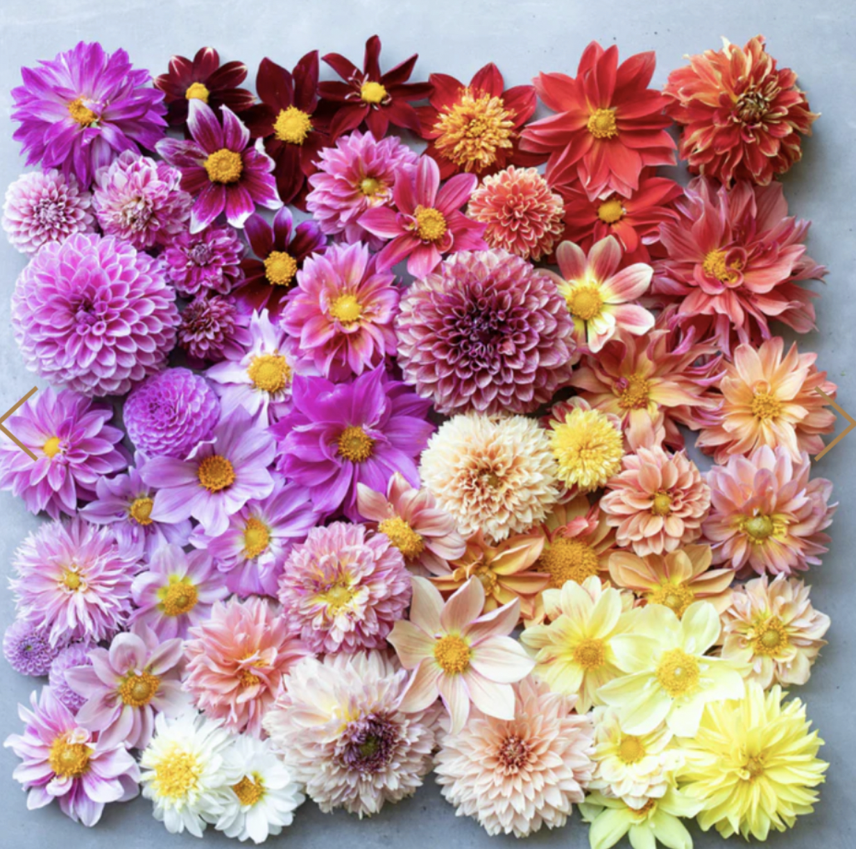Bee’s Choice dahlia tubers for sale by Kvitka Farm