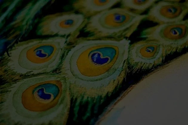4_Peacock_Detail.jpg