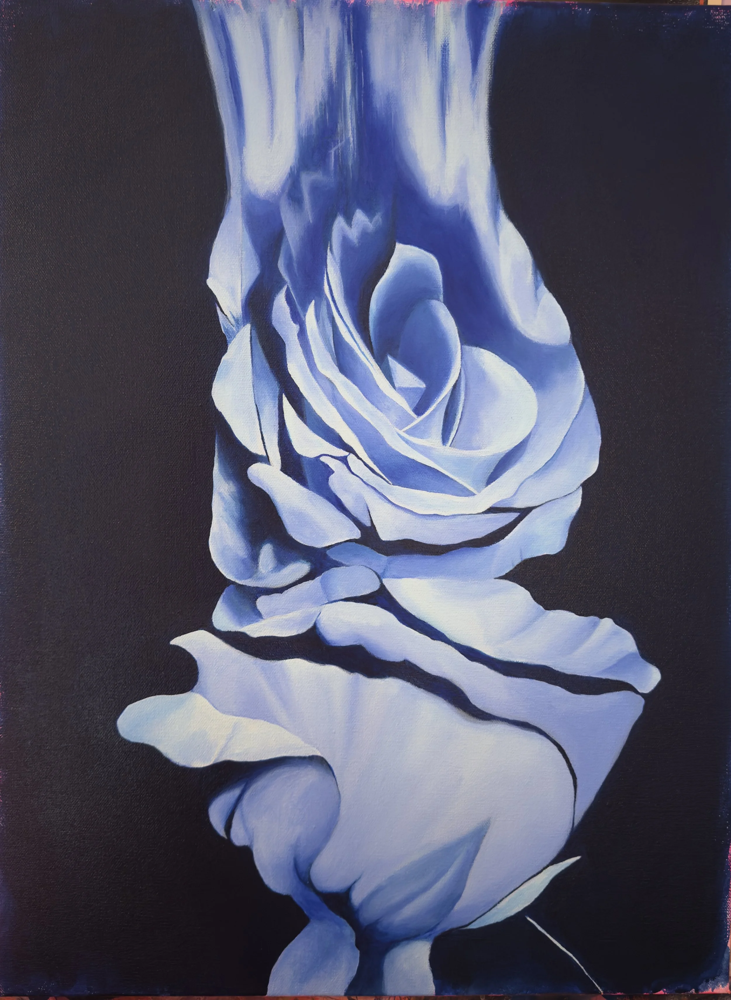 Blue Rose