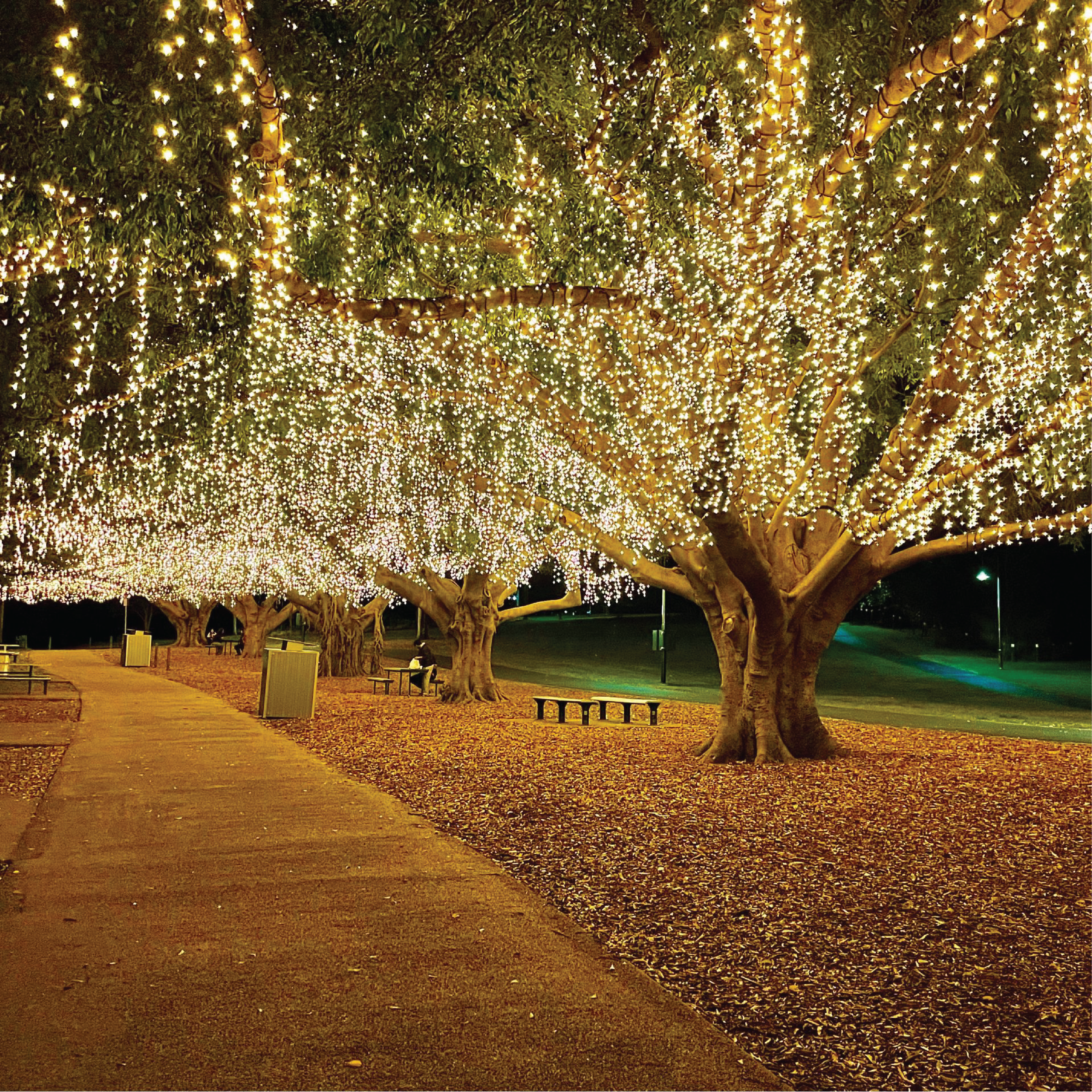 Mowbray Park - East Brisbane - Fairy Lights.jpeg
