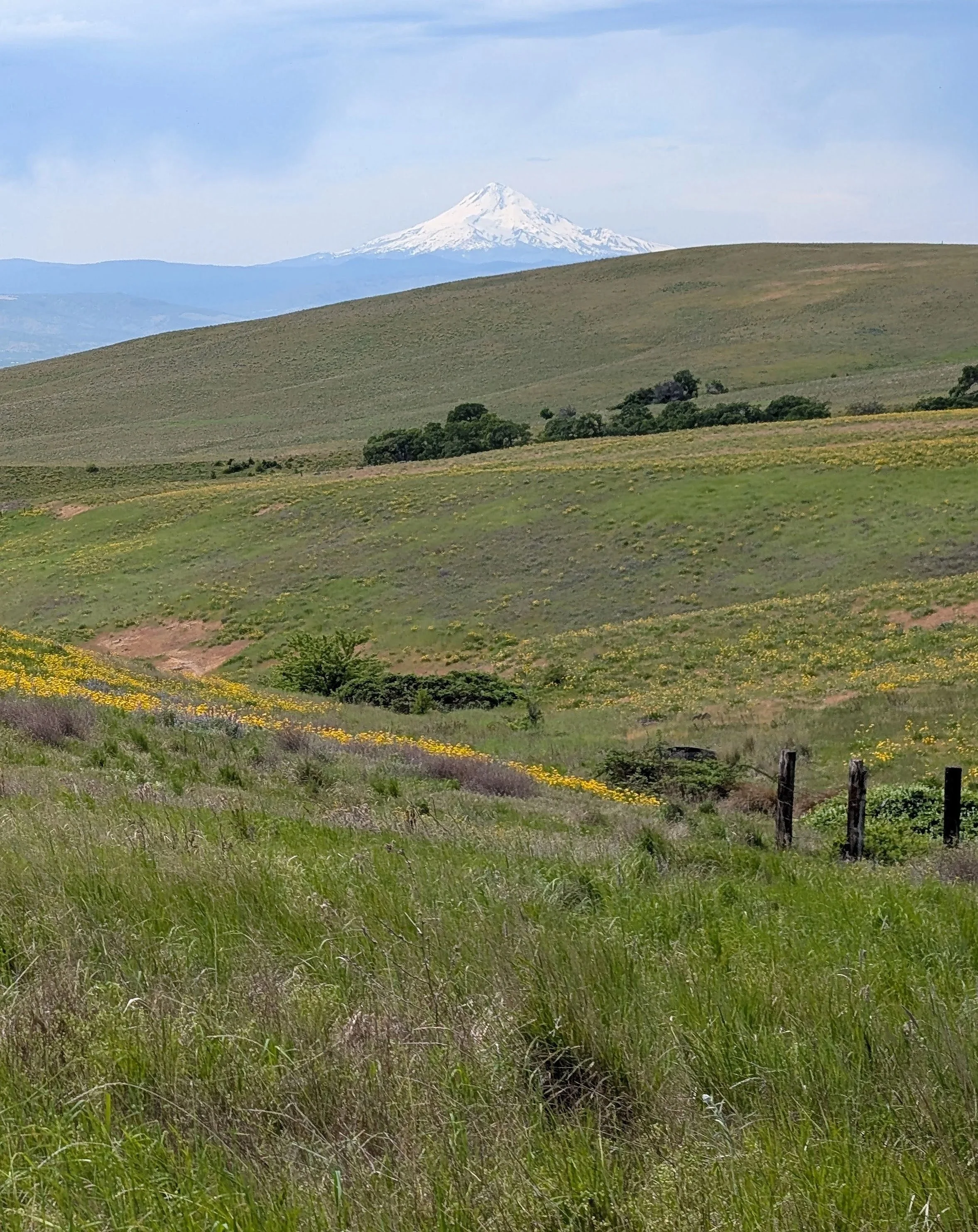 Grassy field, rolling hills, with Mt. Hood in the background.
