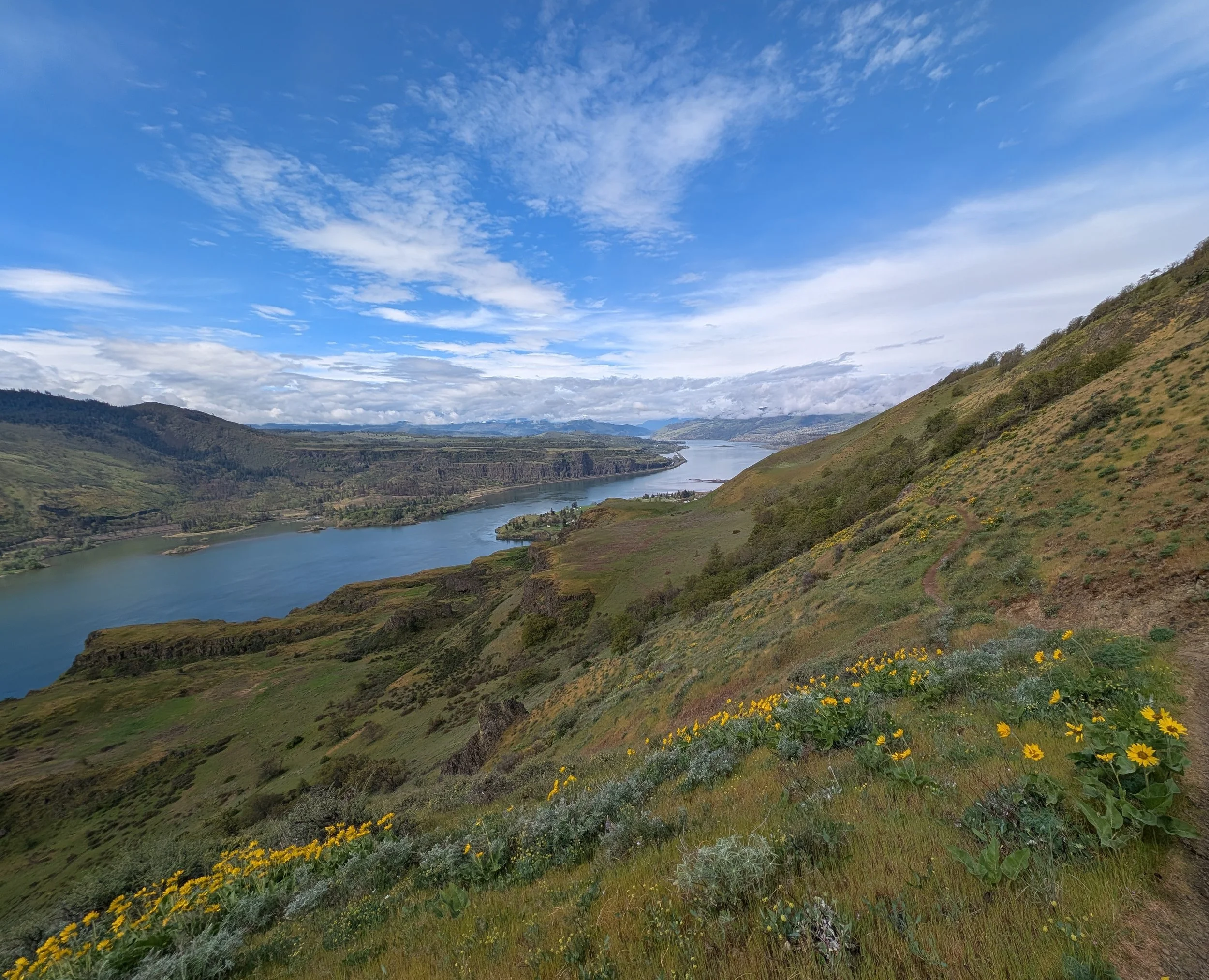View from Lyle Cherry Orchard trail in the Columbia River gorge. Rolling green hills with yellow balsamroot, overlooking the river.
