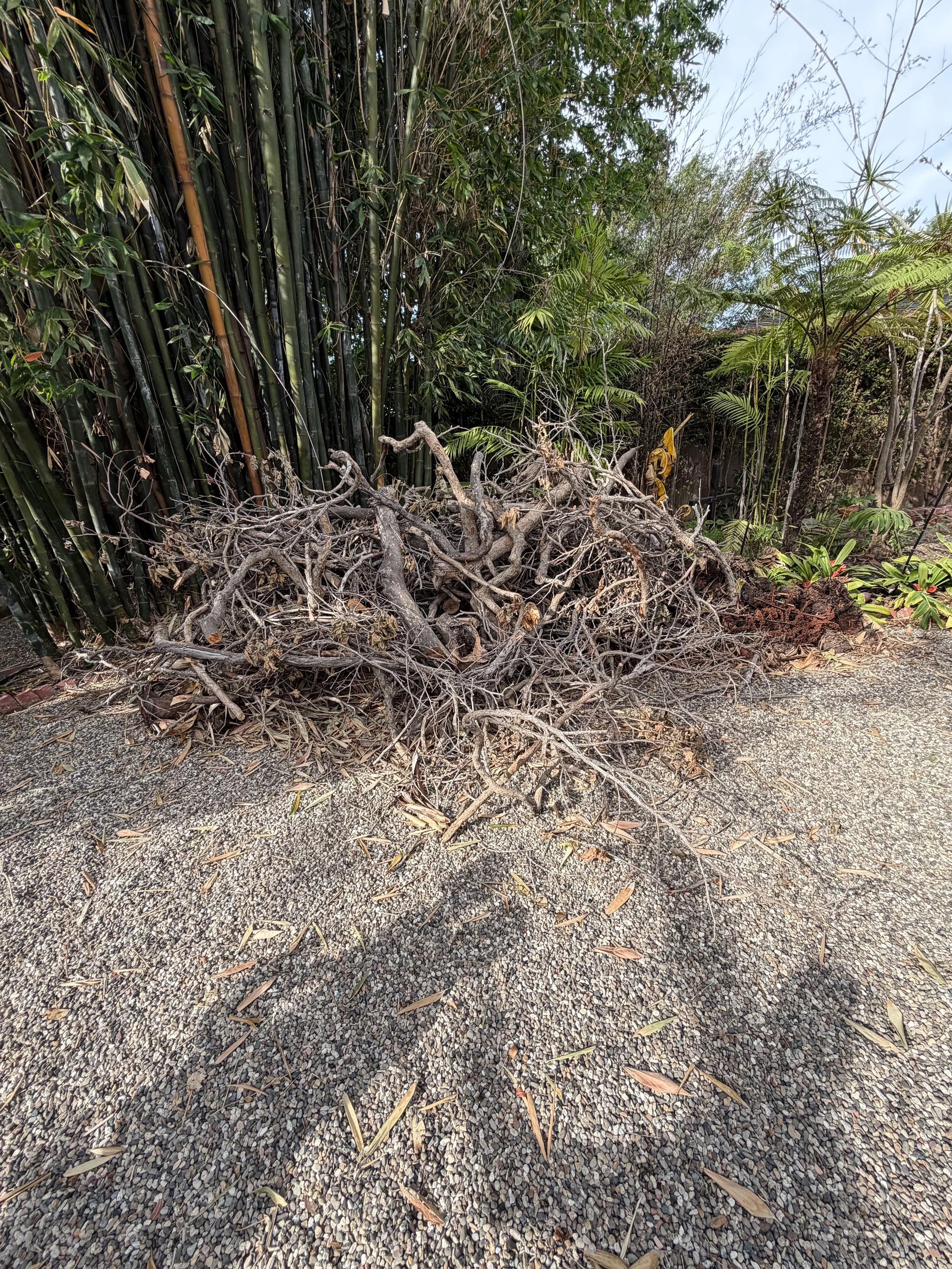 A bundle of tree branches in a backyard.