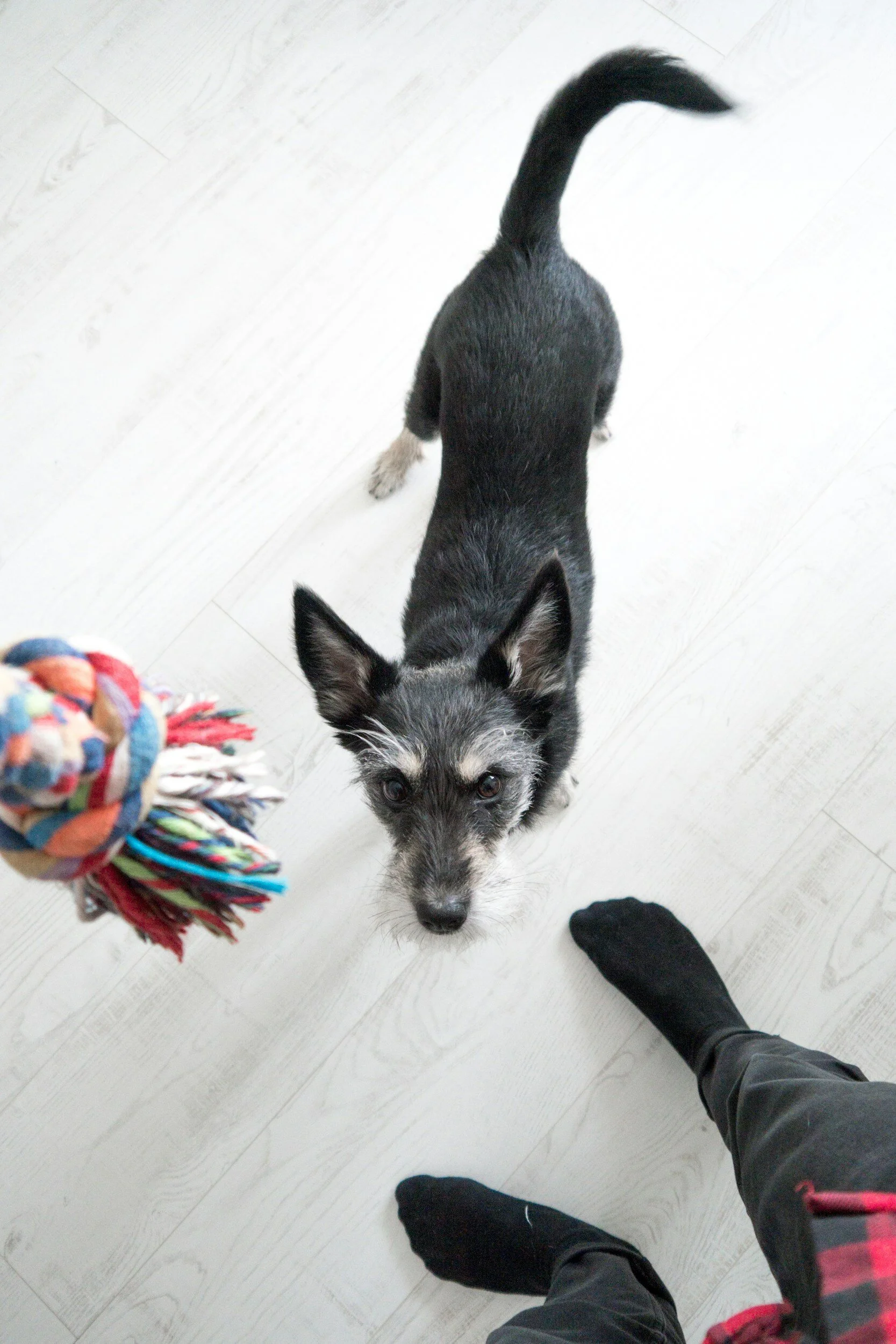 Benefits of In-Home Dog Training