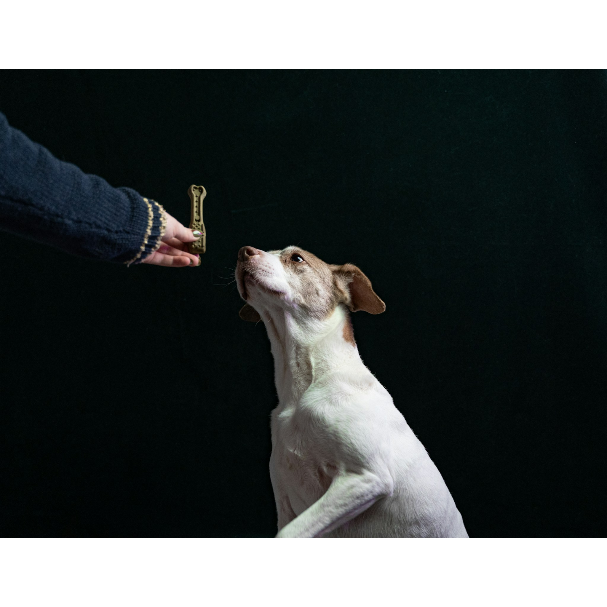 How to stop a dog from jumping?