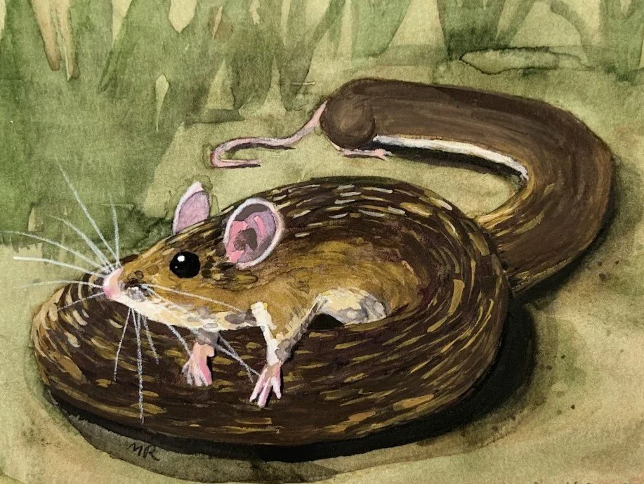 Long Mouse

Water Color and Gouache on paper
6in x 8in