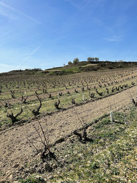 Rioja's New Look
