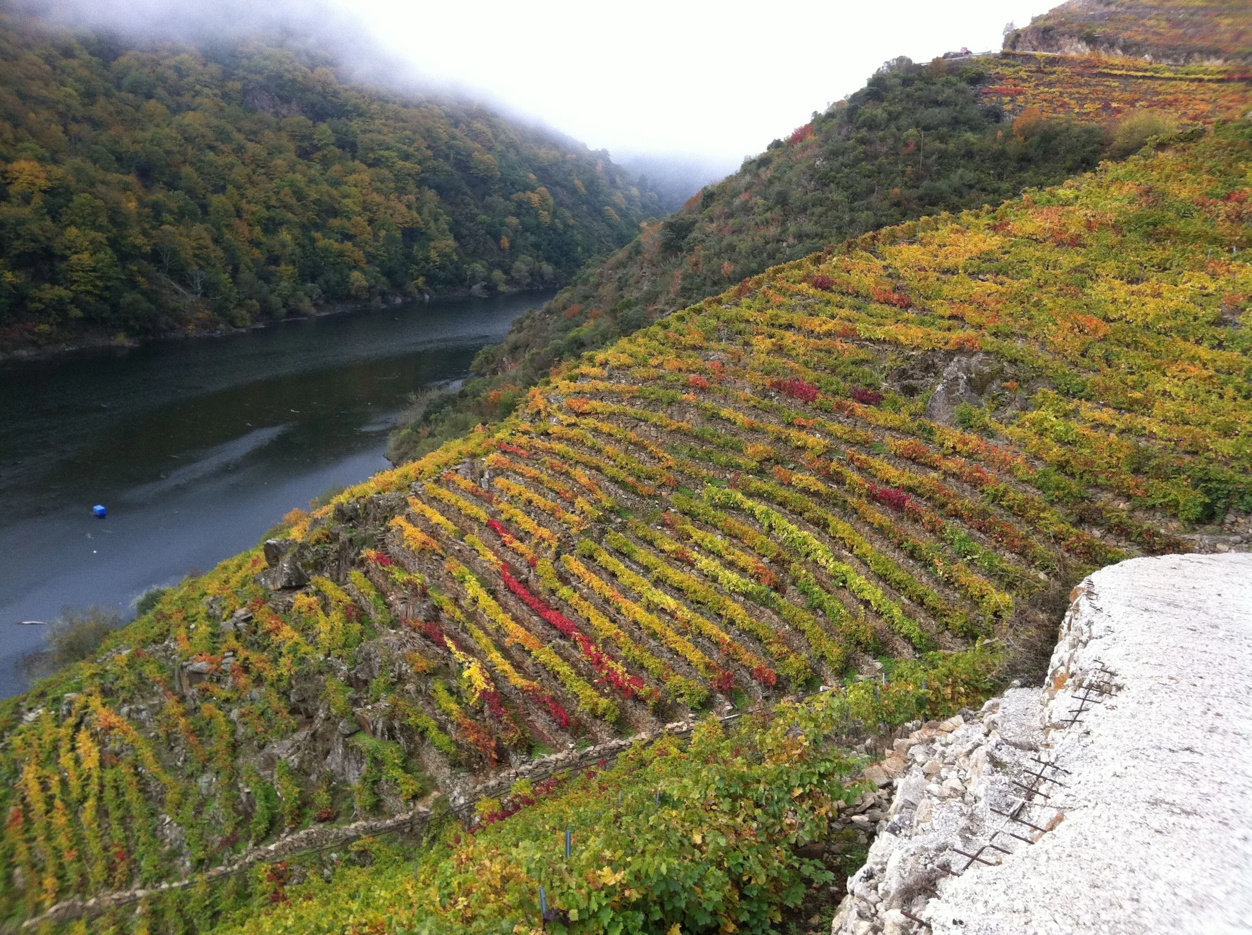 Galicia: Whites Coastal and Mountain