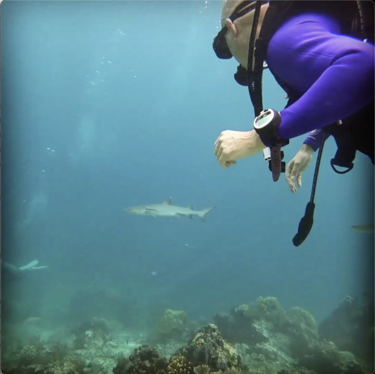 Swimming with the sharks