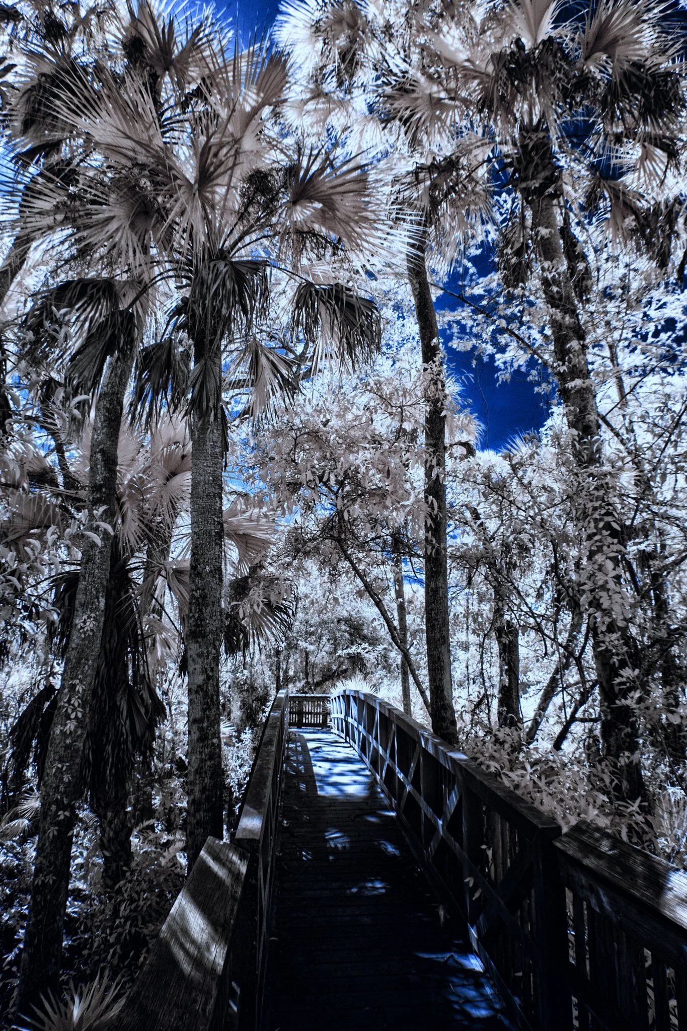 IMG_1924-Edit-Edit.jpg