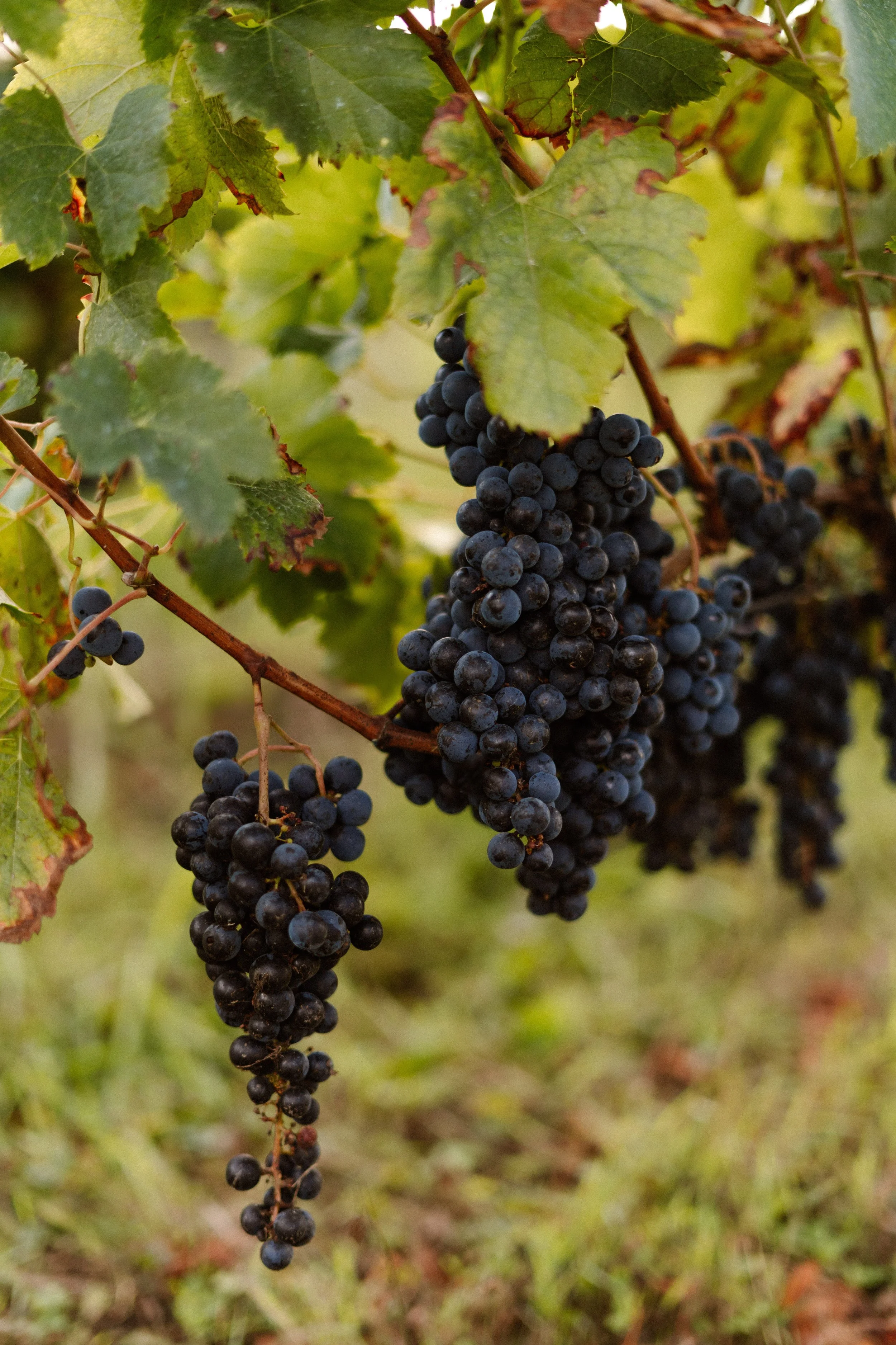 Weddings by Petra - Jacqueline & Travis 003.jpg