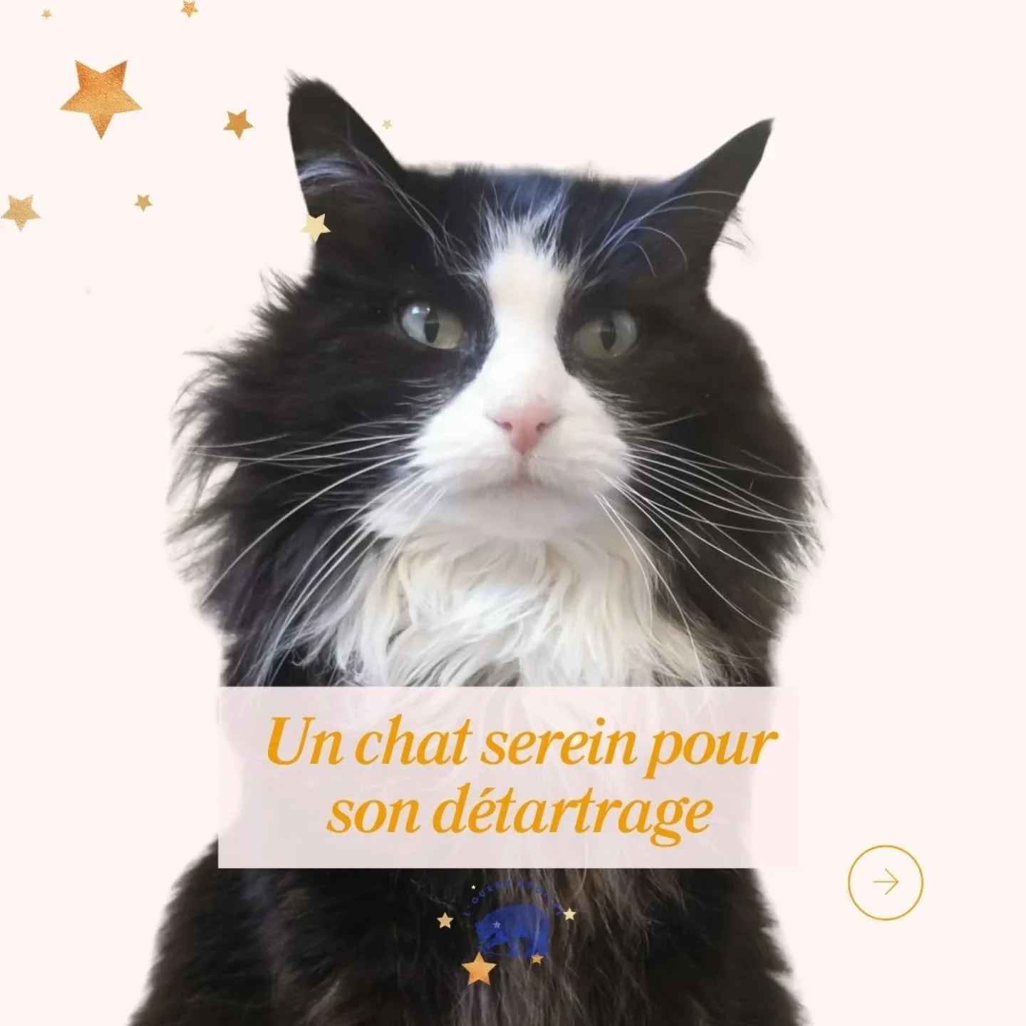 𝗟𝗲𝘀 𝗿𝗲𝗻𝗱𝗲𝘇-𝘃𝗼𝘂𝘀 𝗰𝗵𝗲𝘇 𝗹𝗲 𝘃𝗲́𝘁𝗲́𝗿𝗶𝗻𝗮𝗶𝗿𝗲 on en parle ?

Pour les chats il y a tout d'abord le mettre dans sa cage ou son sac de transport 🙀

Ce premier point peut parfois se transformer en une s&eacute;ance de sport :
🙈 R