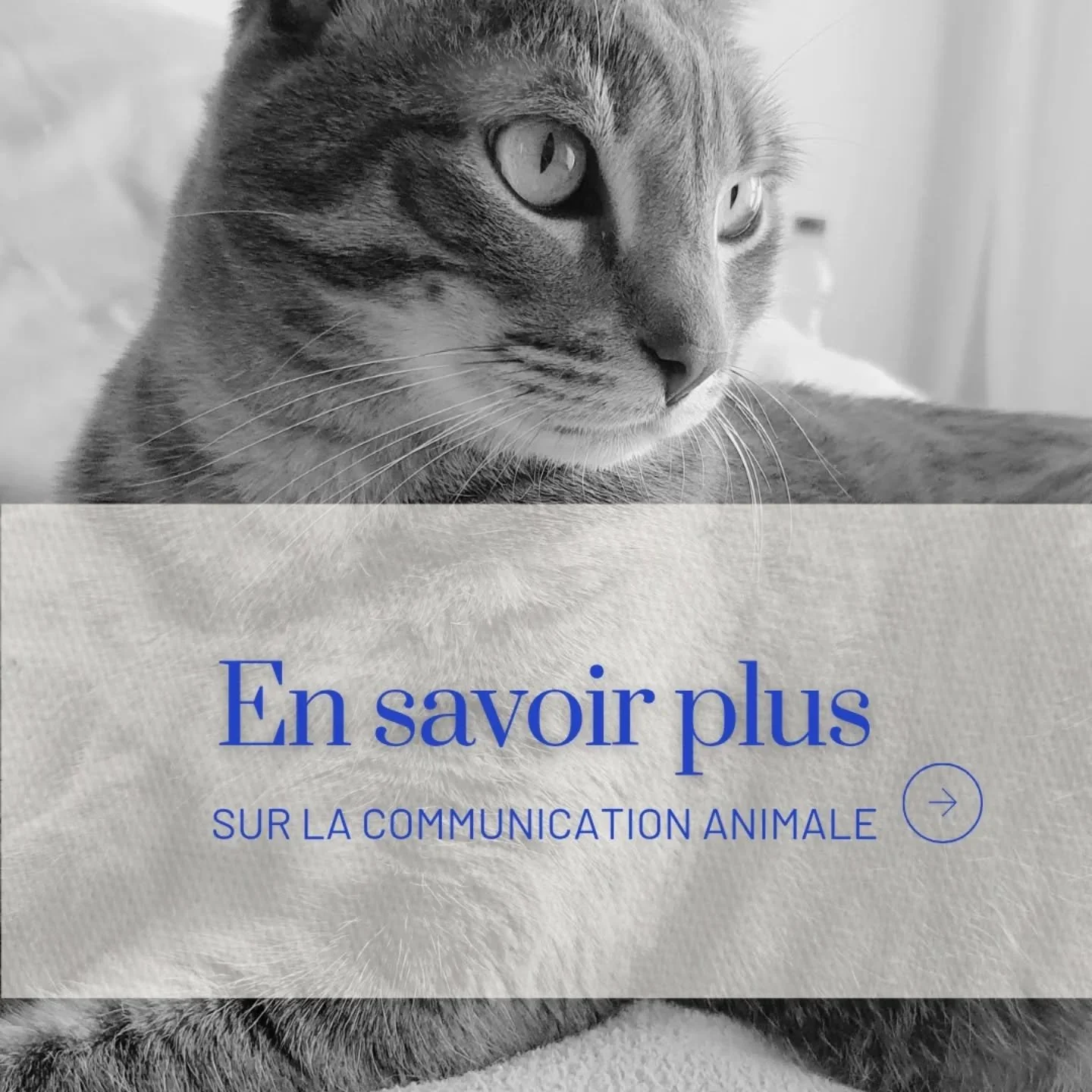 La communication animale c'est toujours un magnifique moment pour moi. 

Tout se passe &agrave; distance. 

C'est une connexion de c&oelig;ur &agrave; c&oelig;ur 💞 

Je laisse toujours l'animal venir &agrave; moi.
Il me transmet ce qu'il souhaite te