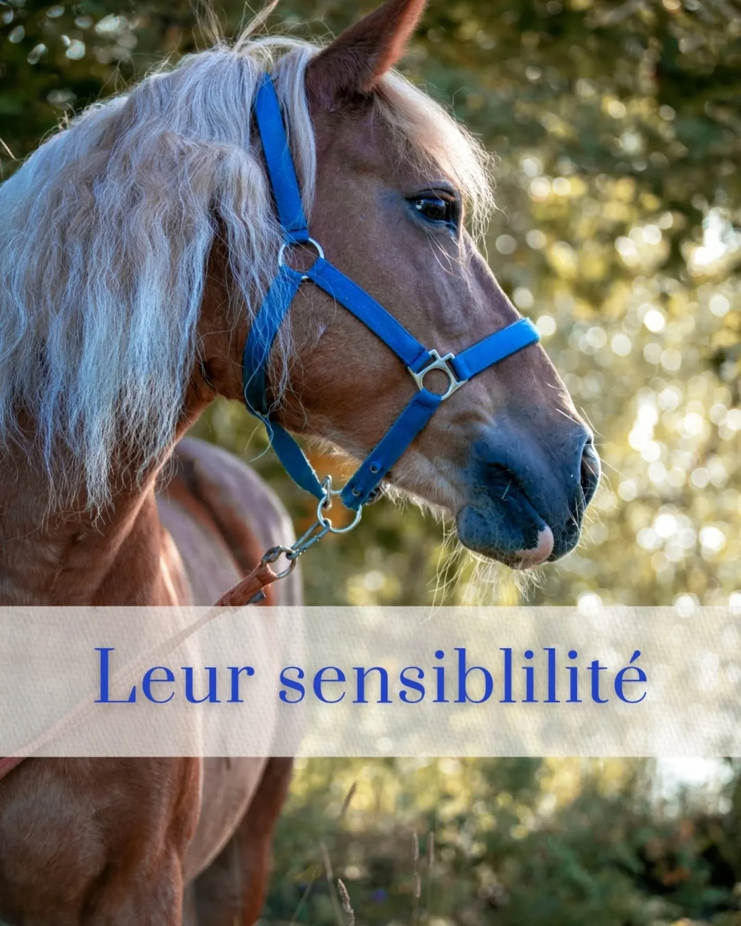 Nos animaux ressentent profond&eacute;ment nos &eacute;motions 💛
Stress, fatigue, tristesse&hellip; tout cela peut les toucher et les impacter. 

🐾 Ils peuvent devenir nerveux
🐾 Se mettre en retrait
🐾 D&eacute;velopper des comportements compulsif
