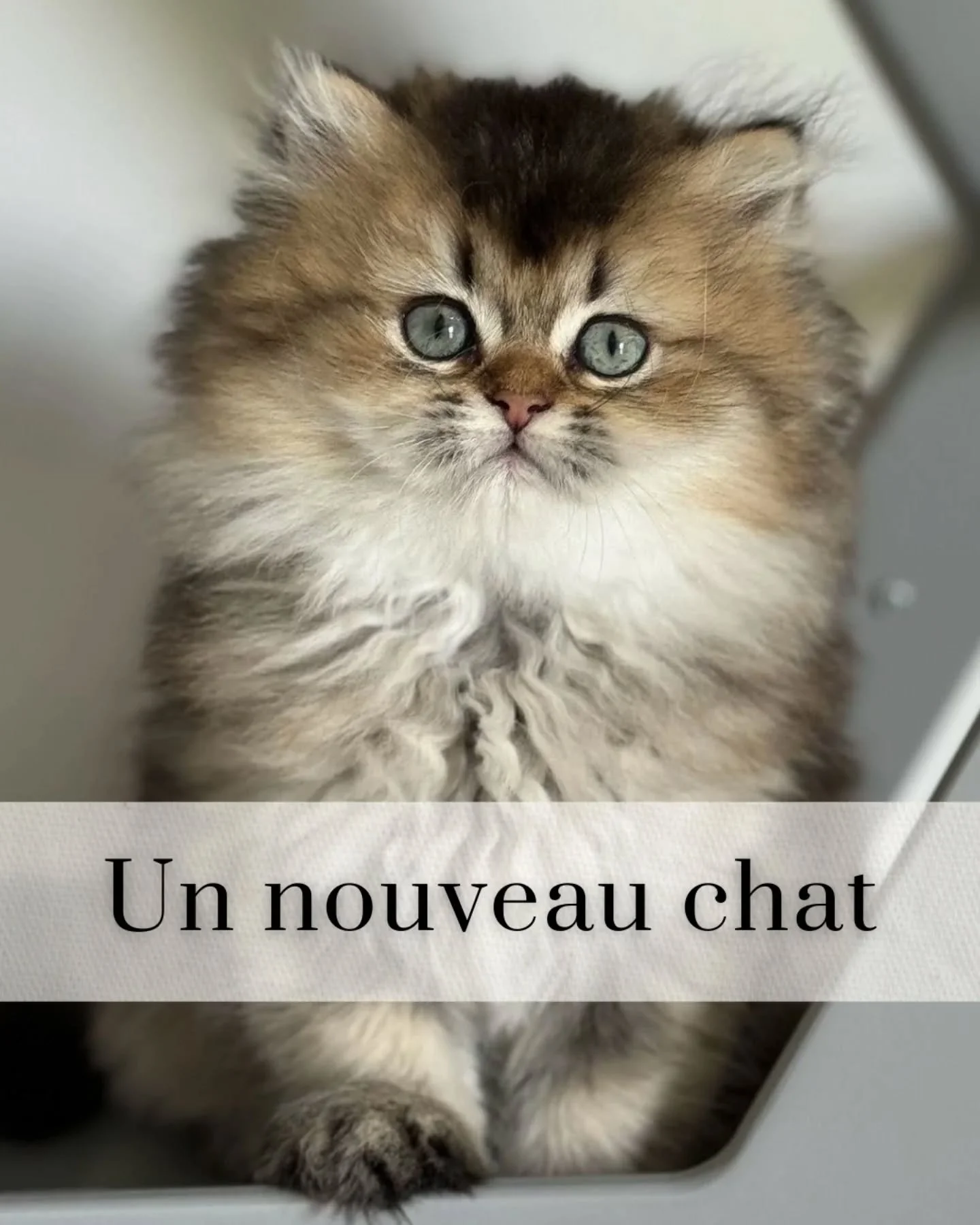 Il y a quelques jours, une cliente m'a &eacute;crit en panique : "Mon chat ne sort plus de sous le lit depuis l'arriv&eacute;e du chaton..." 💔 

Mon c&oelig;ur s'est serr&eacute;. Pas pour le chat seulement. Pour elle aussi, qui culpabilis