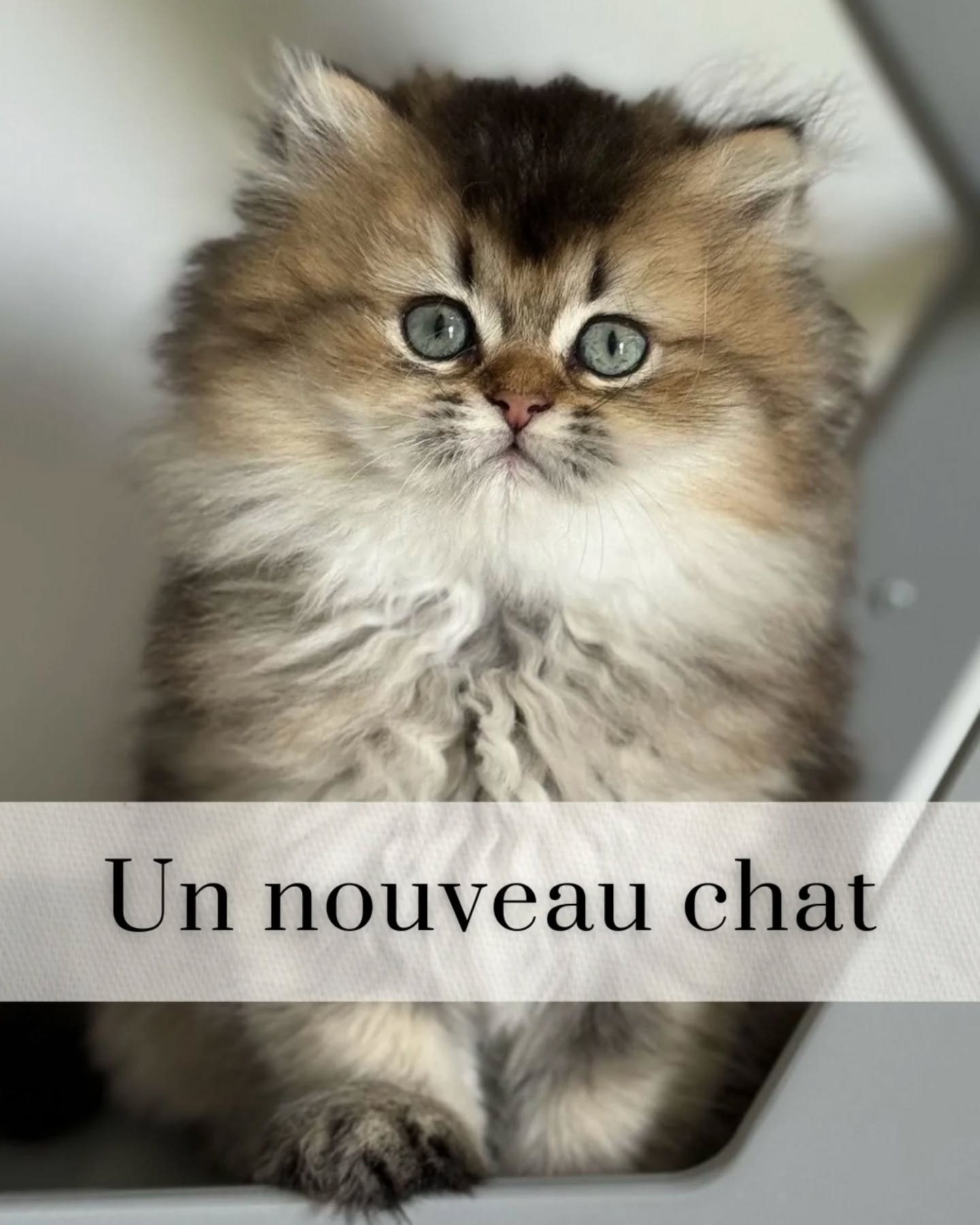 Il y a quelques jours, une cliente m'a &eacute;crit en panique : "Mon chat ne sort plus de sous le lit depuis l'arriv&eacute;e du chaton..." 💔 

Mon c&oelig;ur s'est serr&eacute;. Pas pour le chat seulement. Pour elle aussi, qui culpabilis