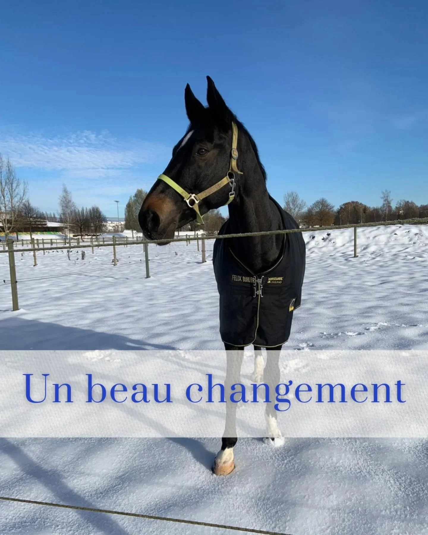 Chaque animal a sa propre sensibilit&eacute;, sa propre fa&ccedil;on d'accueillir l'&eacute;nergie 🐾💫

Deloreon m'a touch&eacute;e par sa r&eacute;ceptivit&eacute;.

Ce cheval si puissant, si fougueux, a accueilli le soin avec une ouverture magnifi