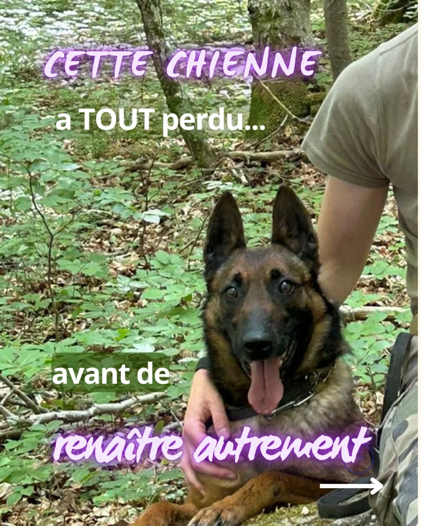 𝗥𝗼𝘀𝗶, 
apr&egrave;s son accident, tout s&rsquo;est arr&ecirc;t&eacute; 

&bull; Son corps
&bull; Sa mission
&bull; Sa vie d&rsquo;avant 

Et pourtant&hellip; en 4 mois, tout a chang&eacute; 🐶 

✨ Quand un animal est &eacute;cout&eacute; et accom