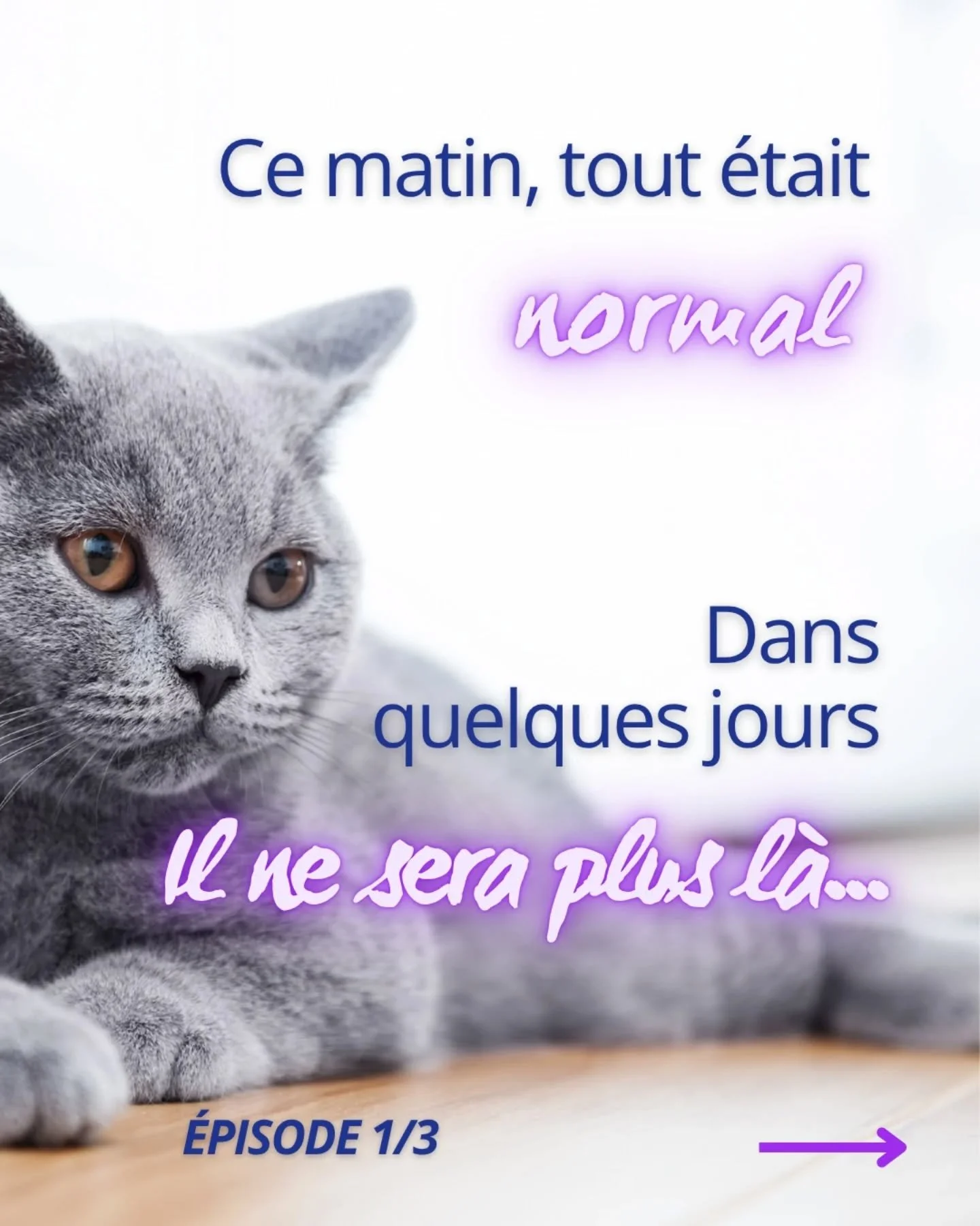 Ce matin il ronronnait sur tes genoux.
Ce soir tu cherches comment lui dire au revoir. 

Ton chat n'est pas "juste un animal".
Il est ta pr&eacute;sence du matin, ton r&eacute;confort du soir, ton ancre silencieuse. 

Alors quand le v&eacut