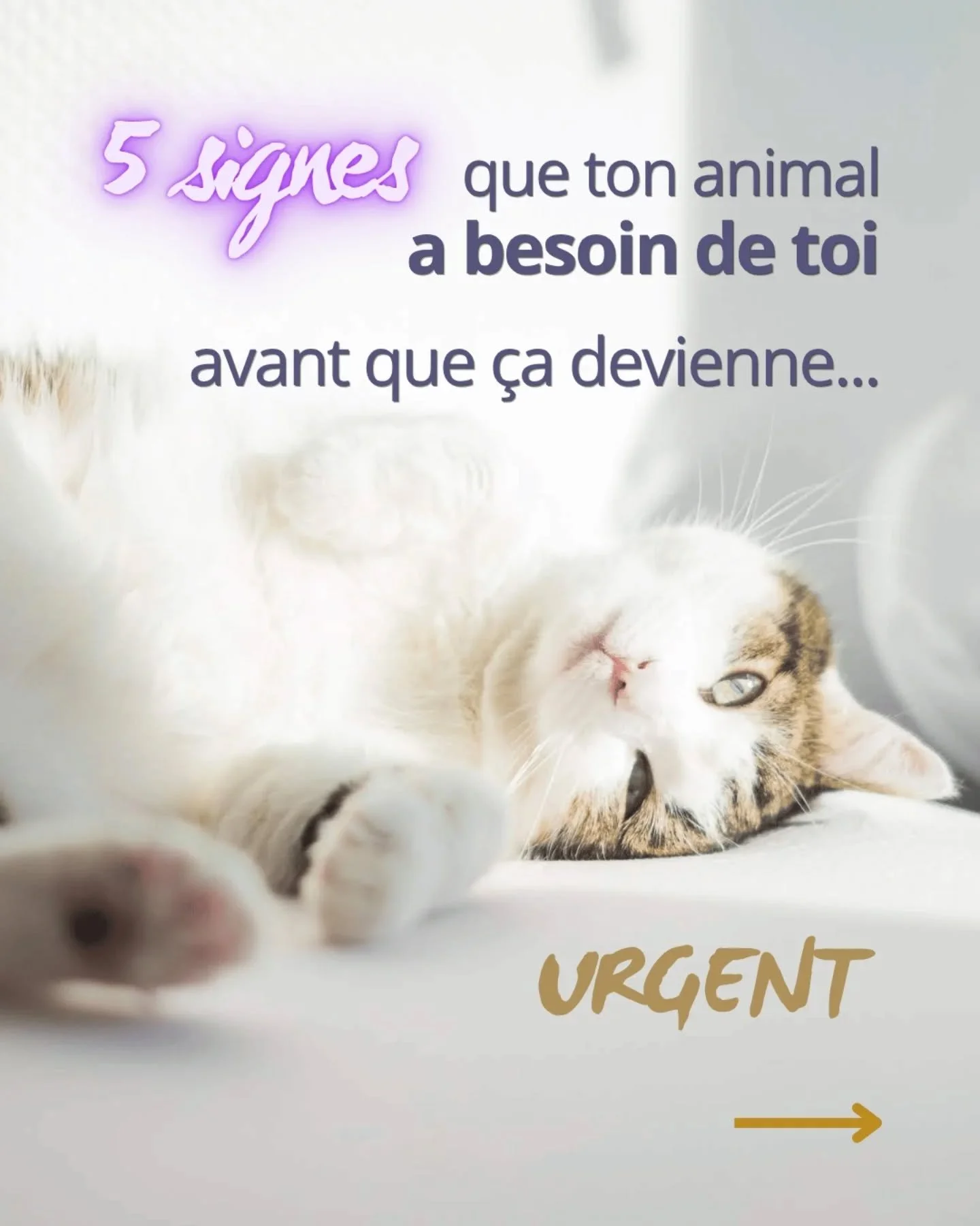 Ton animal essaie de te parler en ce moment &mdash; est-ce que tu sais le reconna&icirc;tre ?

Miaulements inhabituels, comportements qui changent, sympt&ocirc;mes inexpliqu&eacute;s, instabilit&eacute;... Ce ne sont pas des caprices.
Ce sont des mes
