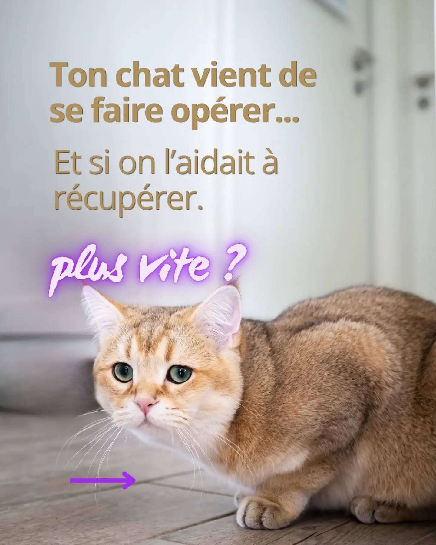 Quelque chose dans son regard a chang&eacute; depuis l'op&eacute;ration... 💛
Cela t'inqui&egrave;te. 

D&eacute;couvre dans ce post pourquoi un soin LaHoChi est une aide pr&eacute;cieuse apr&egrave;s une op&eacute;ration. 

👇 R&eacute;serve son soi