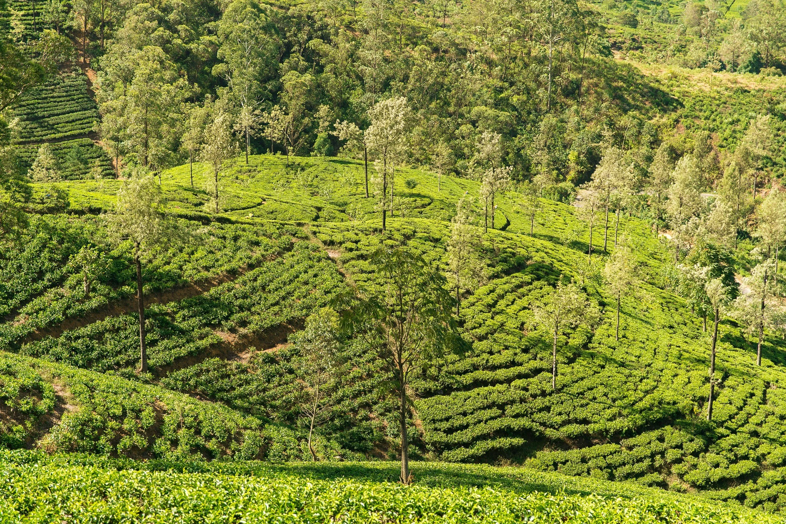 Nuwara Eliya, Sri Lanka