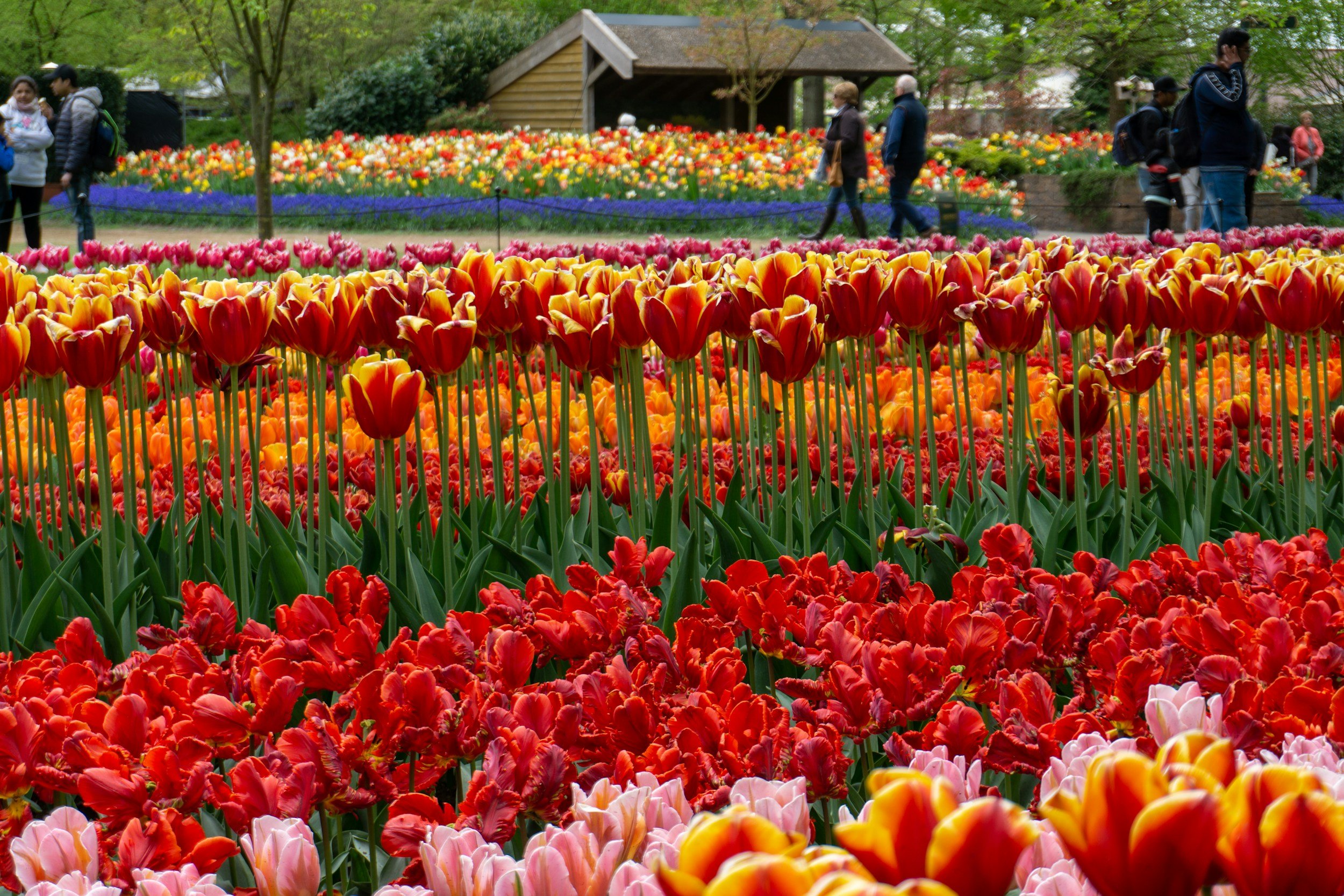 Keukenhof Gardens