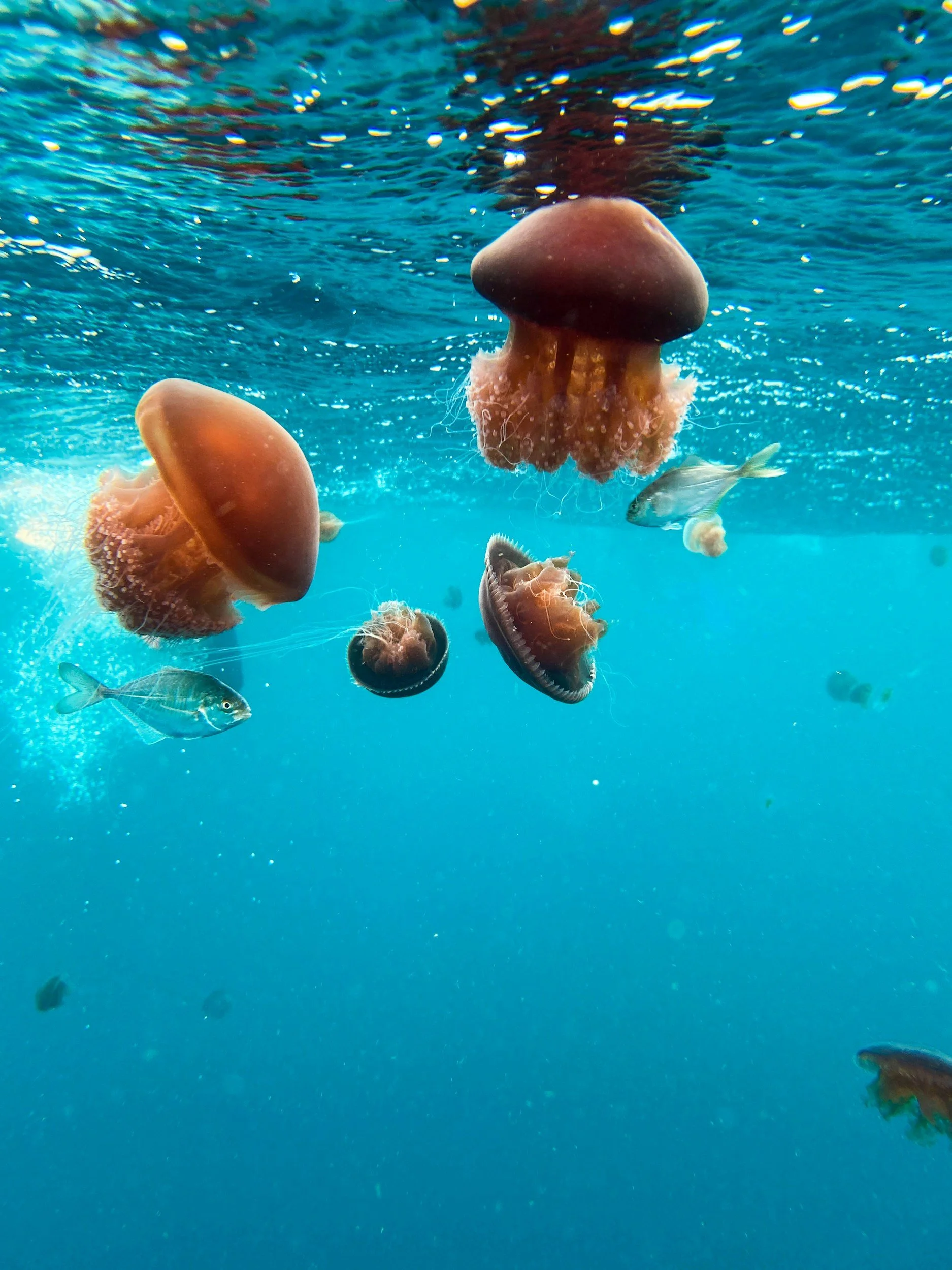 Ningaloo Coast