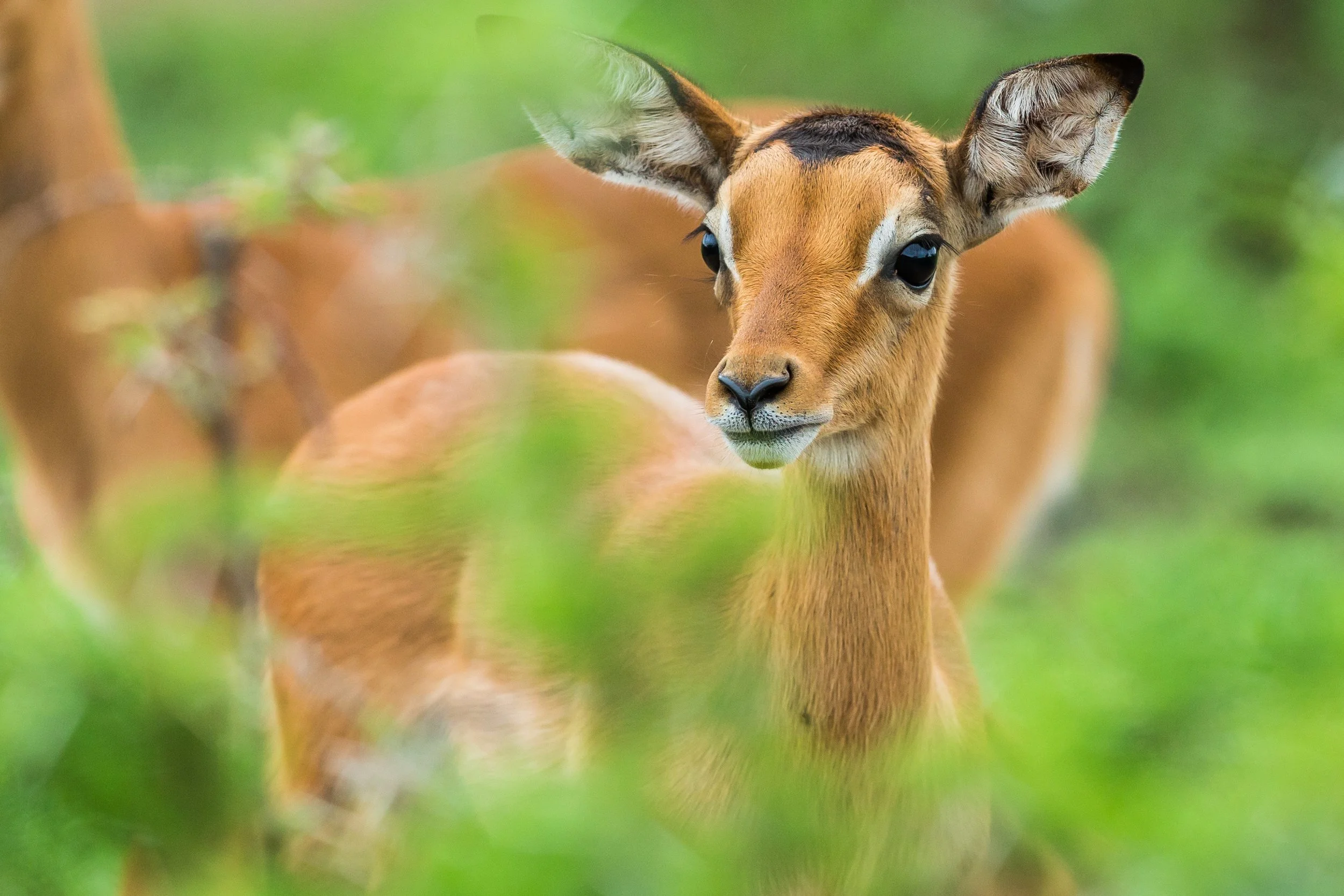 Wildlife images - 048.jpg