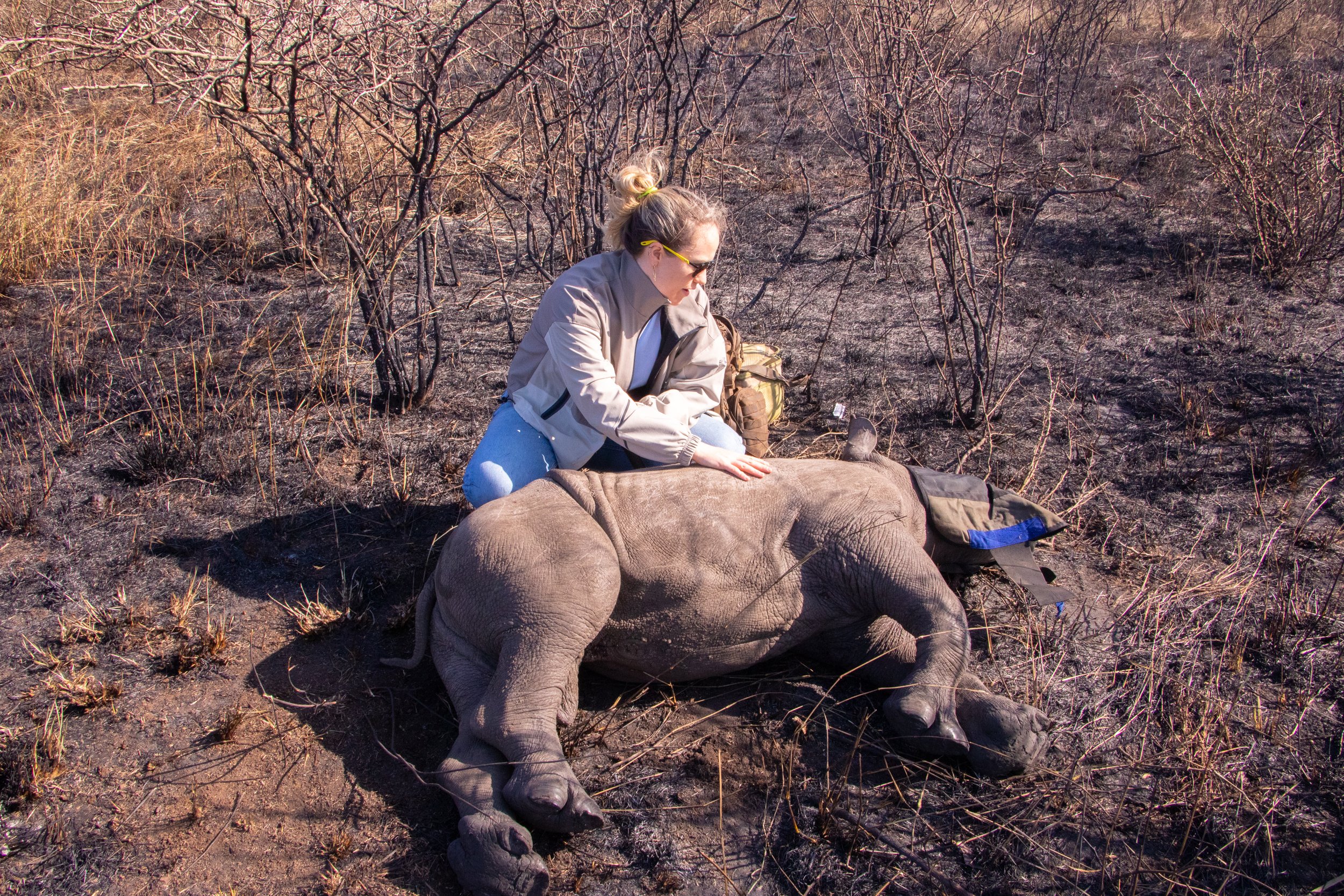 Guardians of the Wild: Rescuing a Limping Baby Rhino at Zulu Nyala