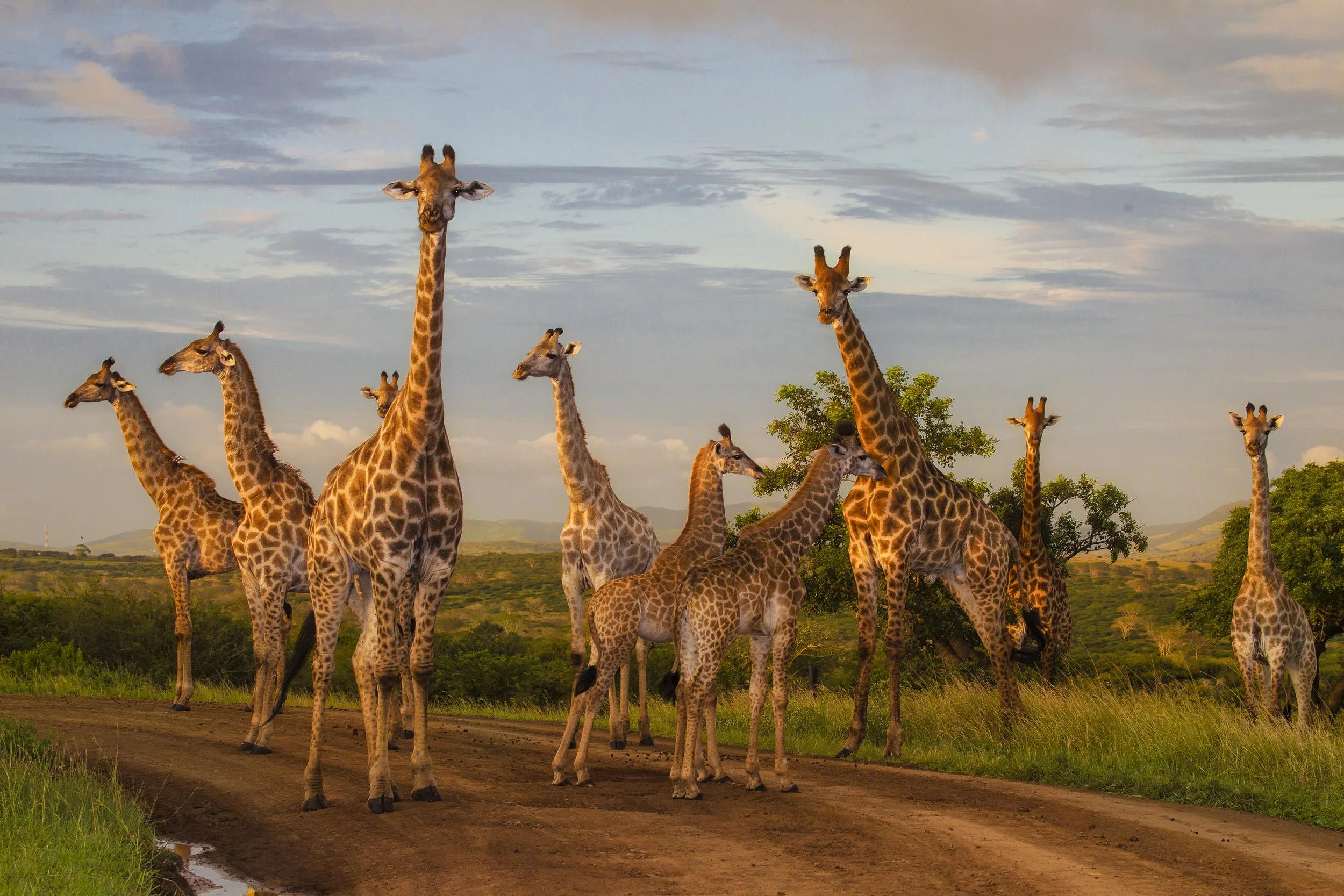 Big Five Safari Travel Experiences in South Africa