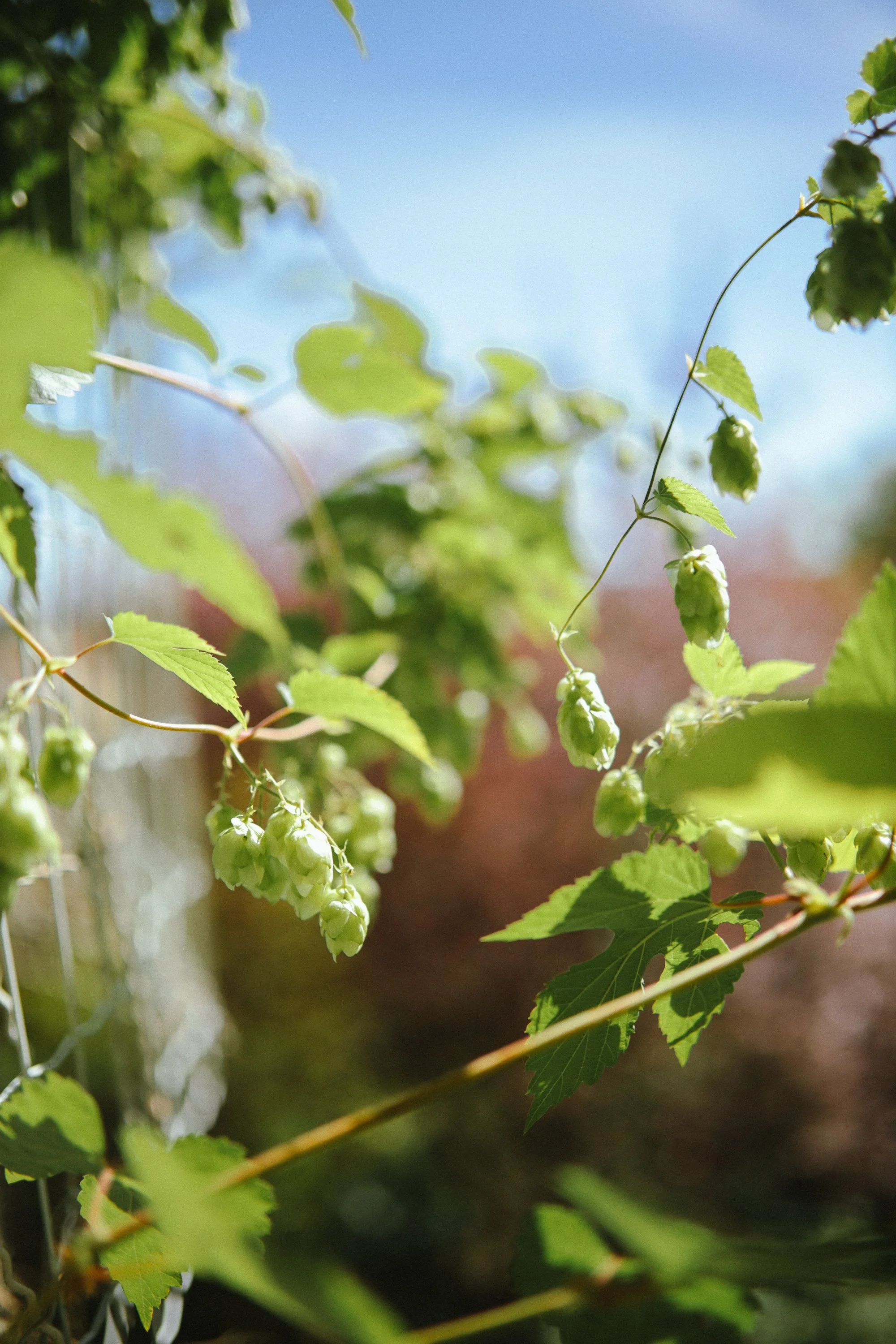 frankrijk24_Calluna Denkers-21.jpg