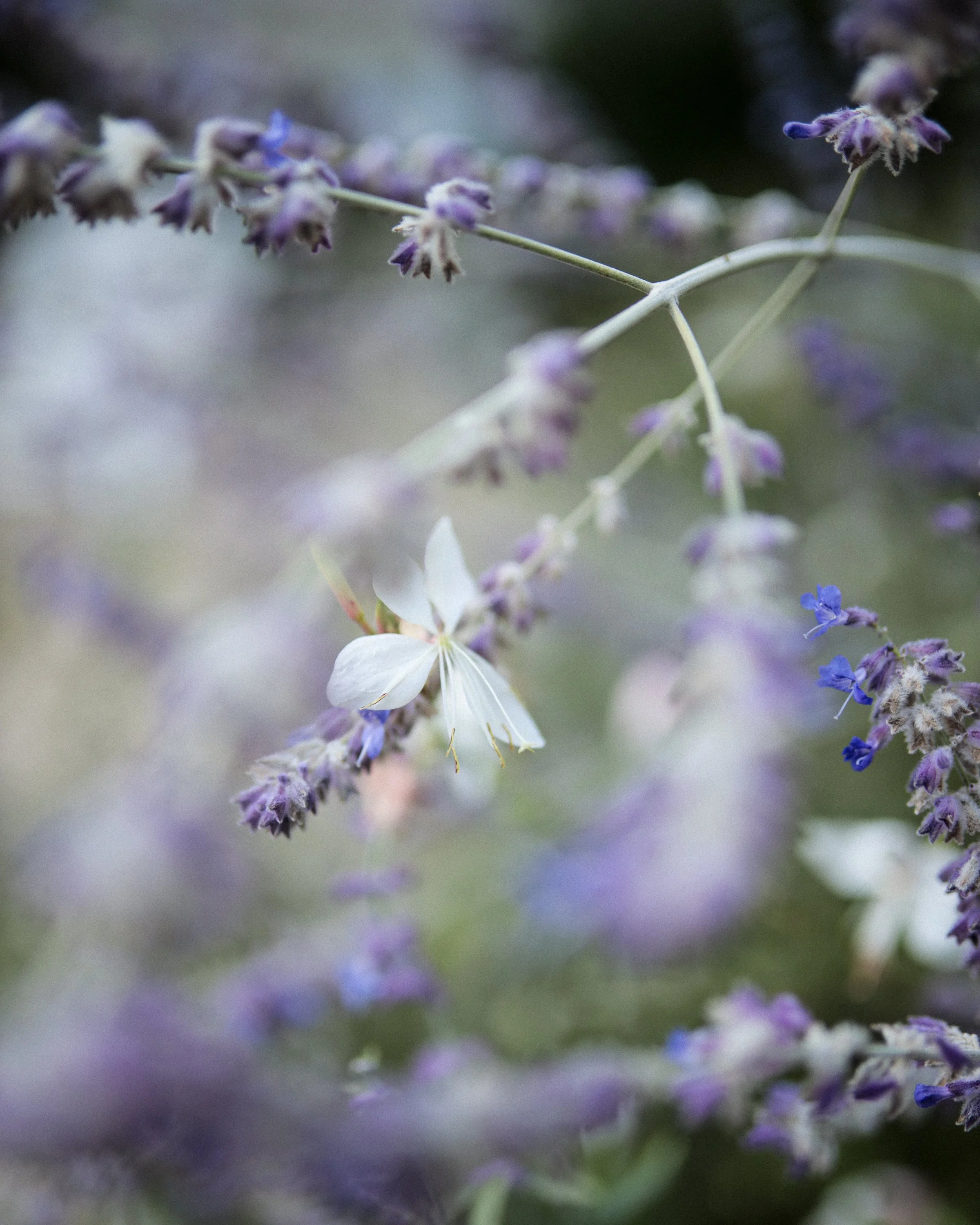 frankrijk24_Calluna Denkers-12.jpg