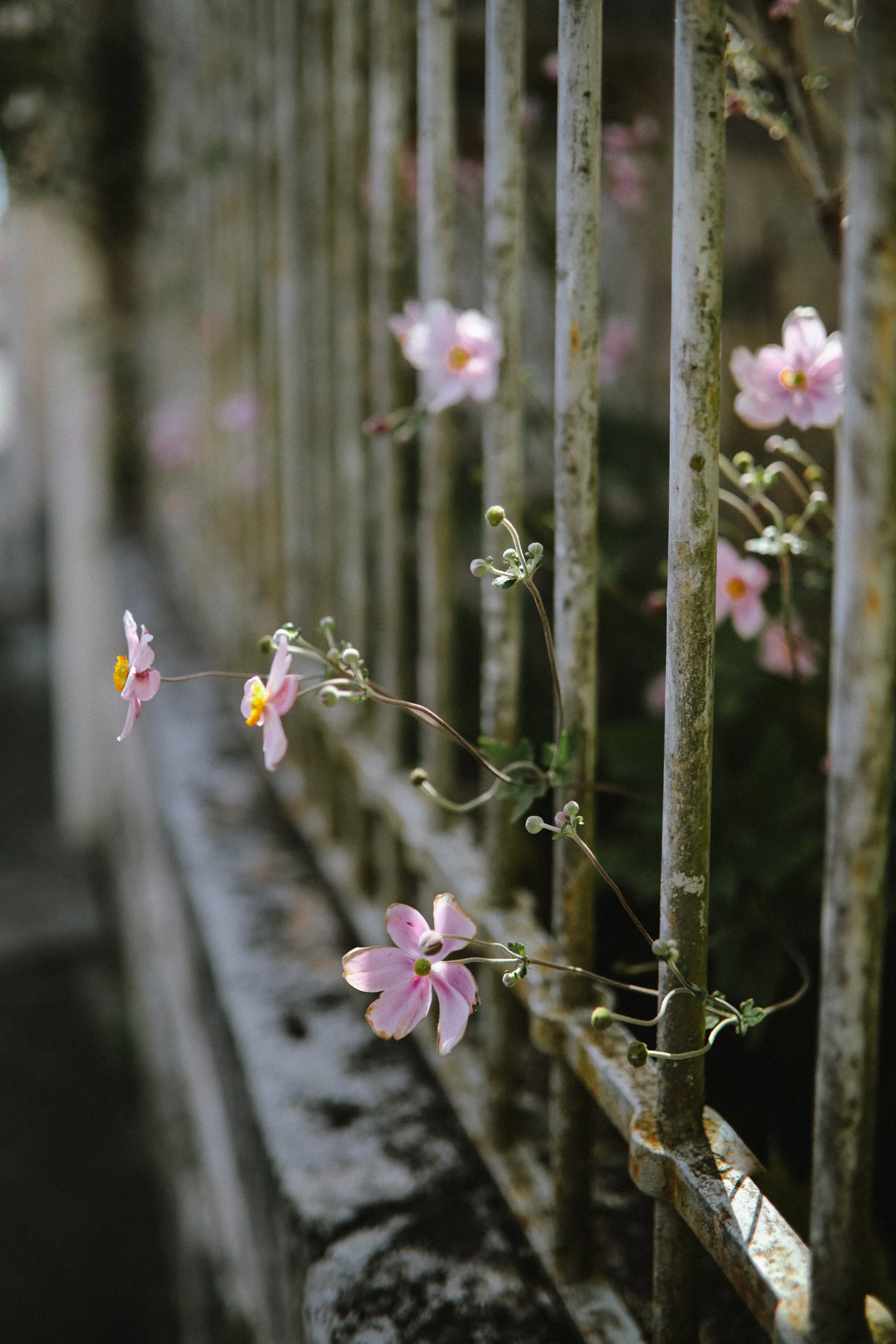 frankrijk24_Calluna Denkers-24.jpg