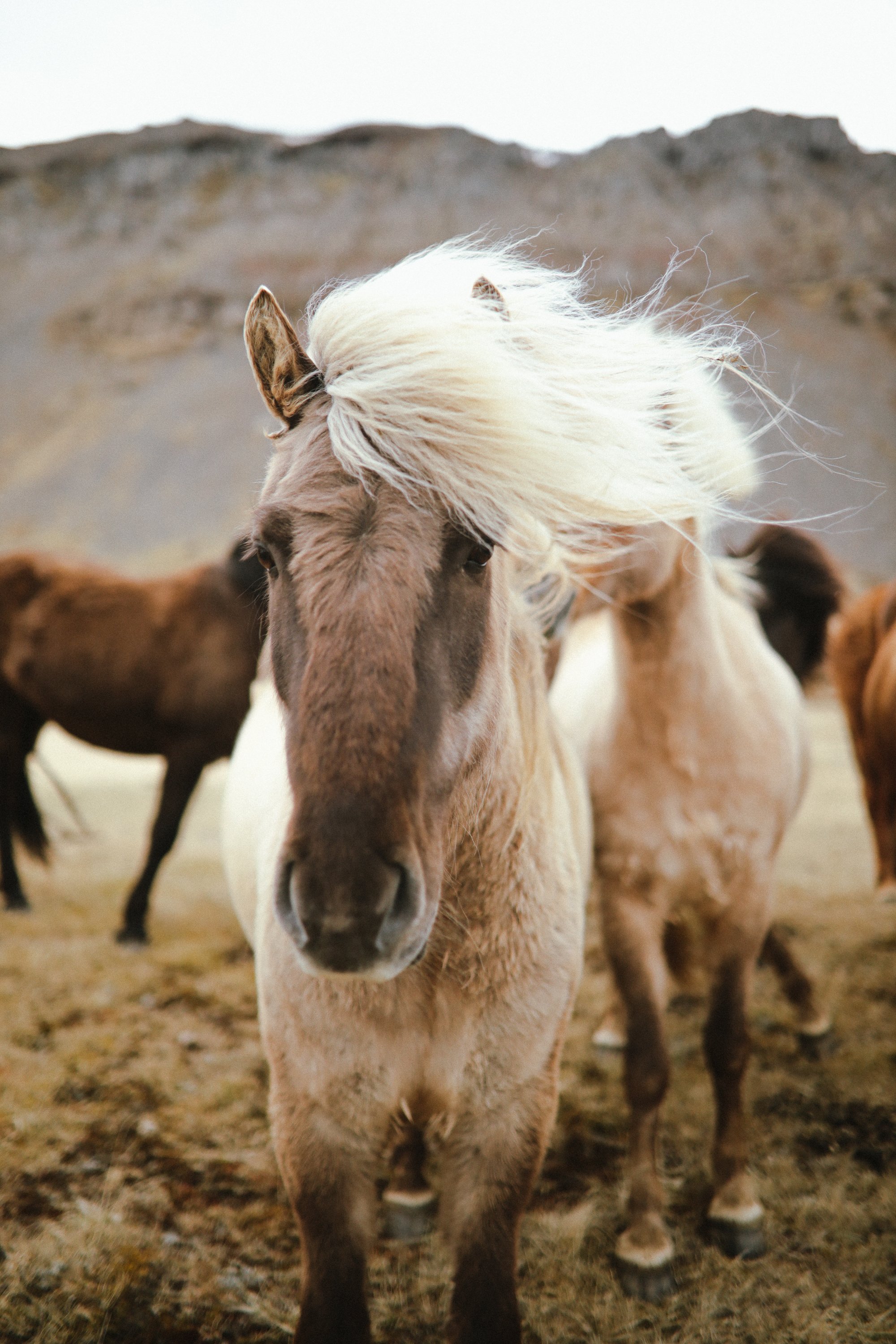 Ijsland24_Calluna Denkers-17.jpg