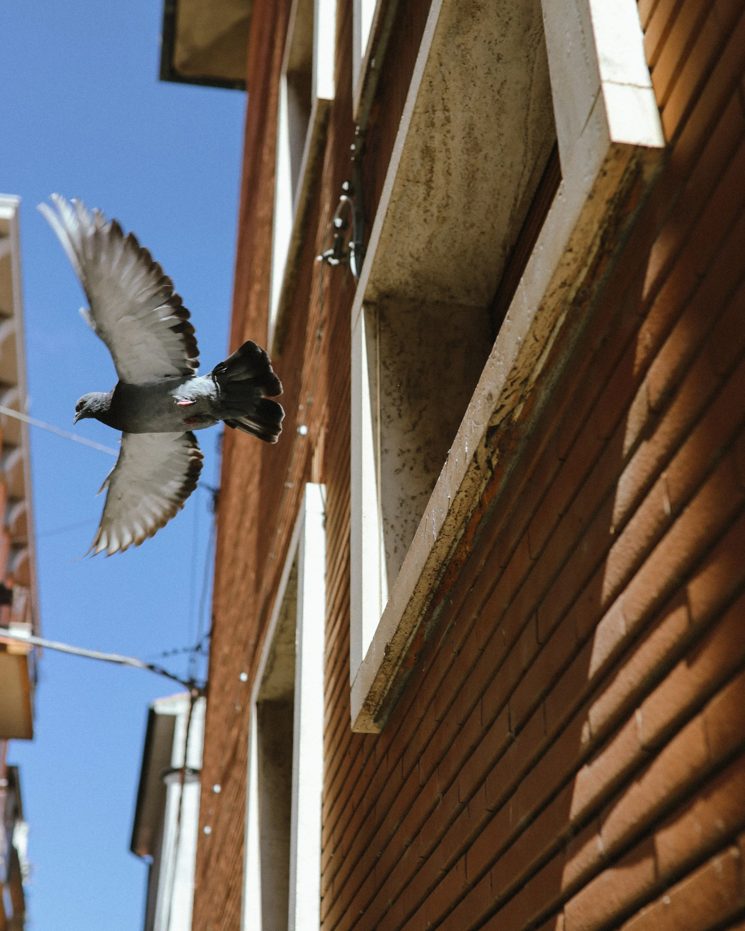 Italie_Calluna Denkers-17.jpg