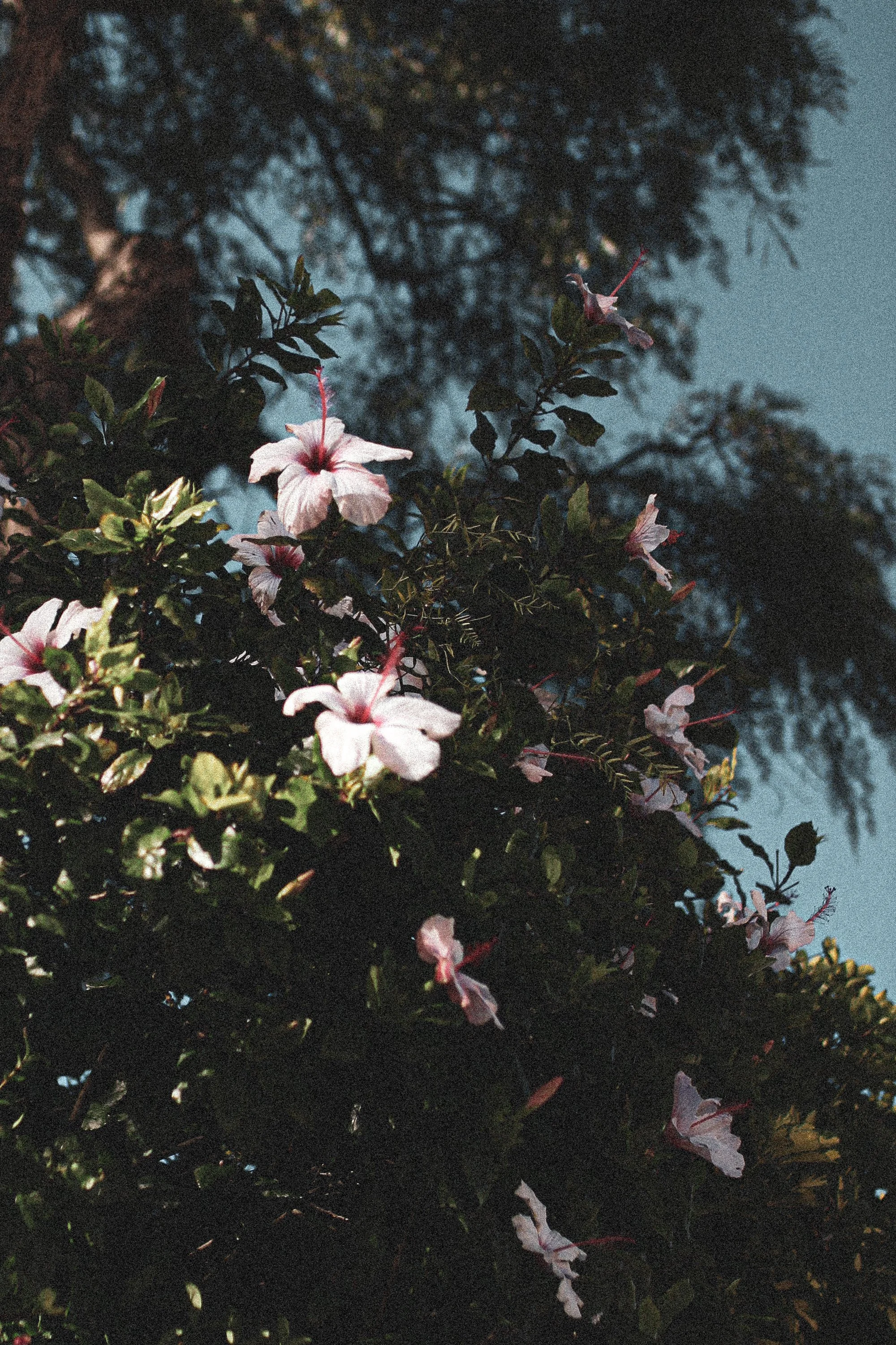 portugal_Calluna Denkers-4.jpg