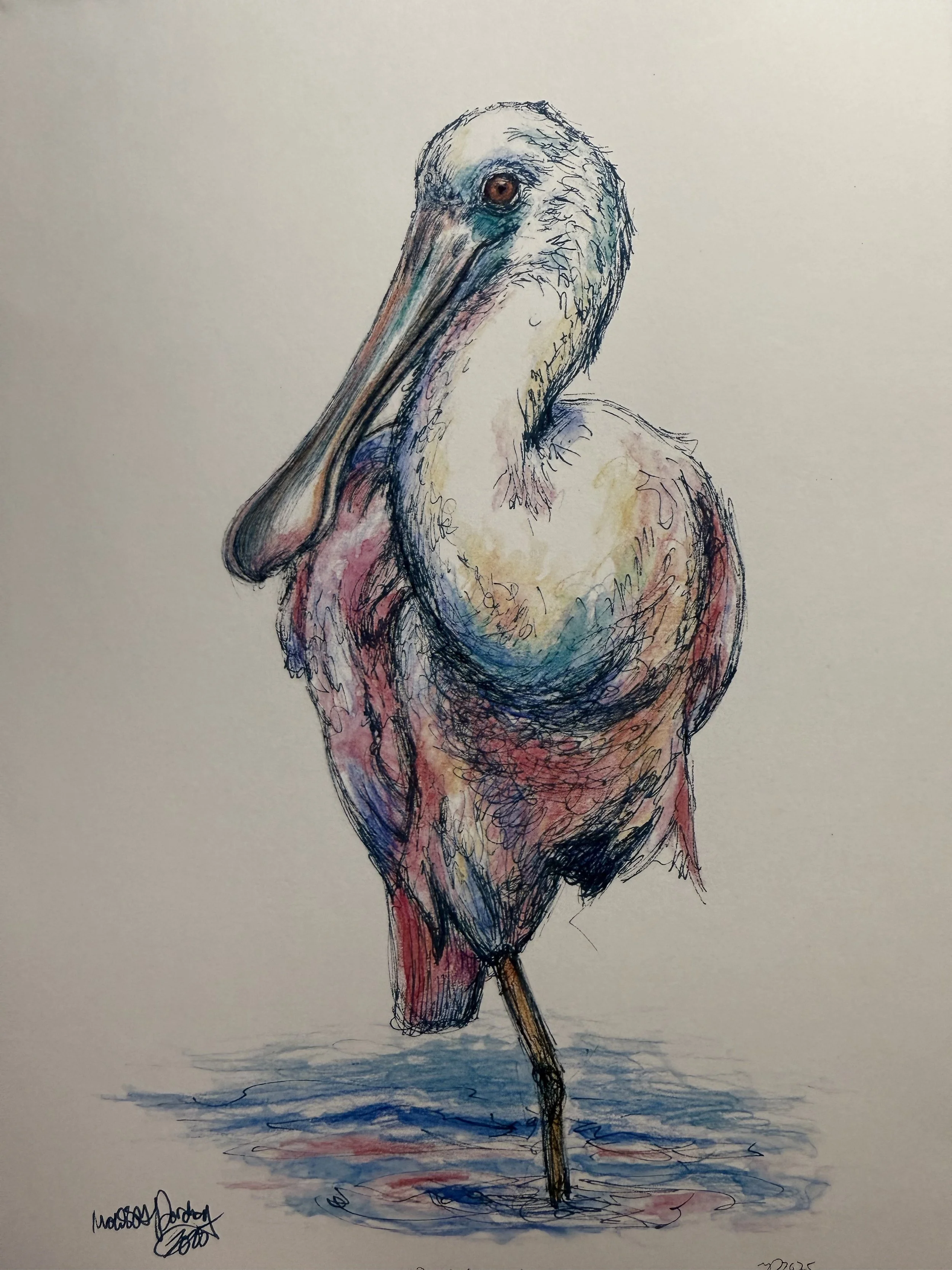 Poised Spoonbill