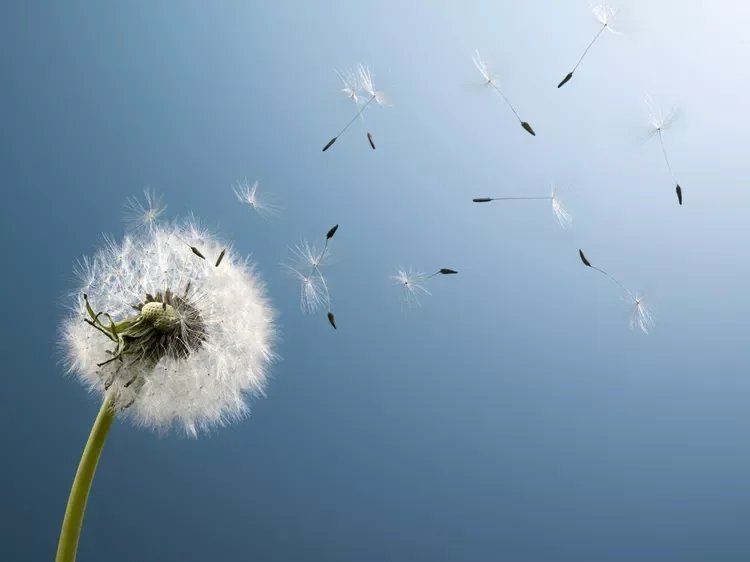 Close-up of a dandelion head against a blue sky with seeds gently floating away in the wind, symbolizing a gentle, alternative approach to phobia treatment