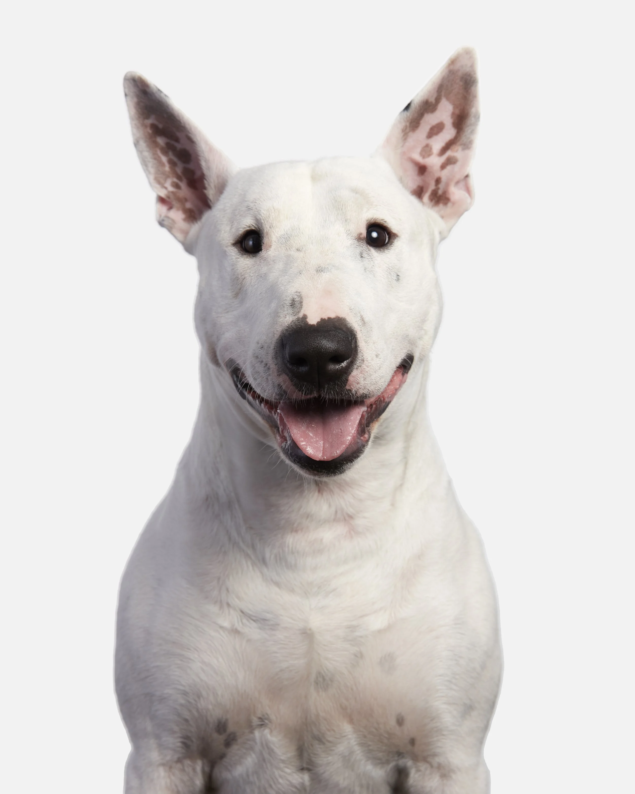20210515_DogPortraits_RAM1356_Retouched_Portfolio.jpg