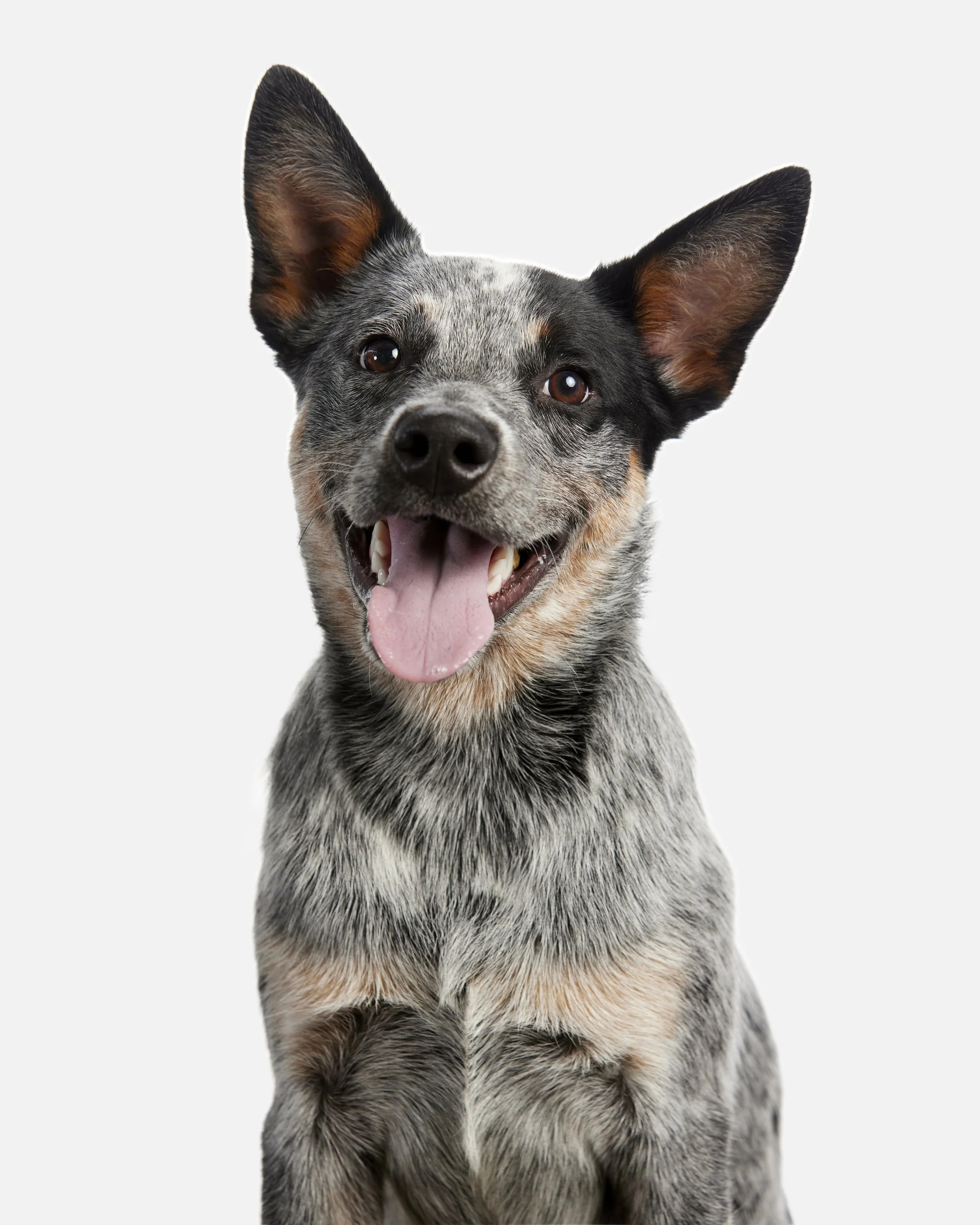 20230812_DogPortraits_RAM_9857_Portfolio.jpg