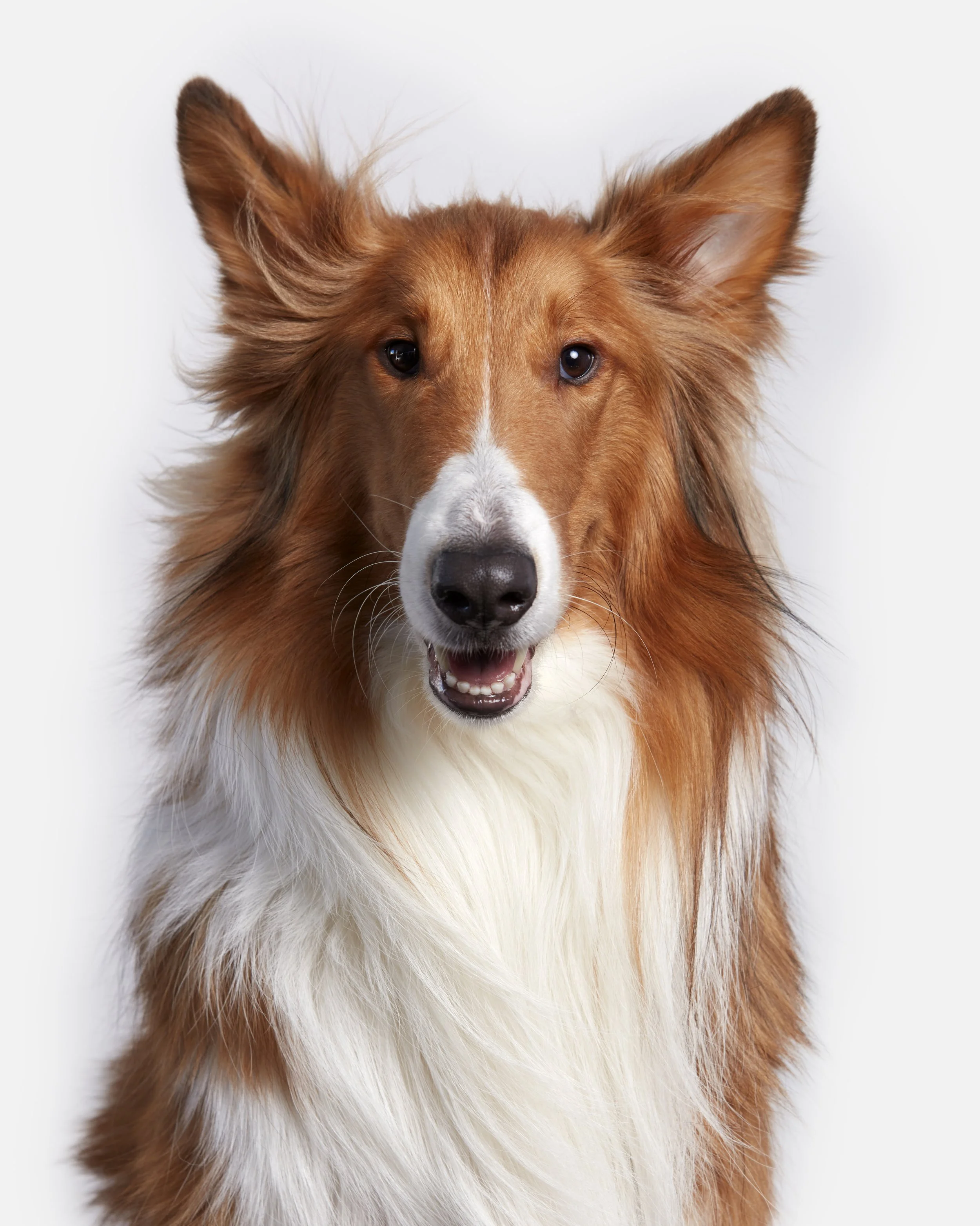 20200229_DogPortraits_RAM_0092_Retouched_Portfolio.jpg